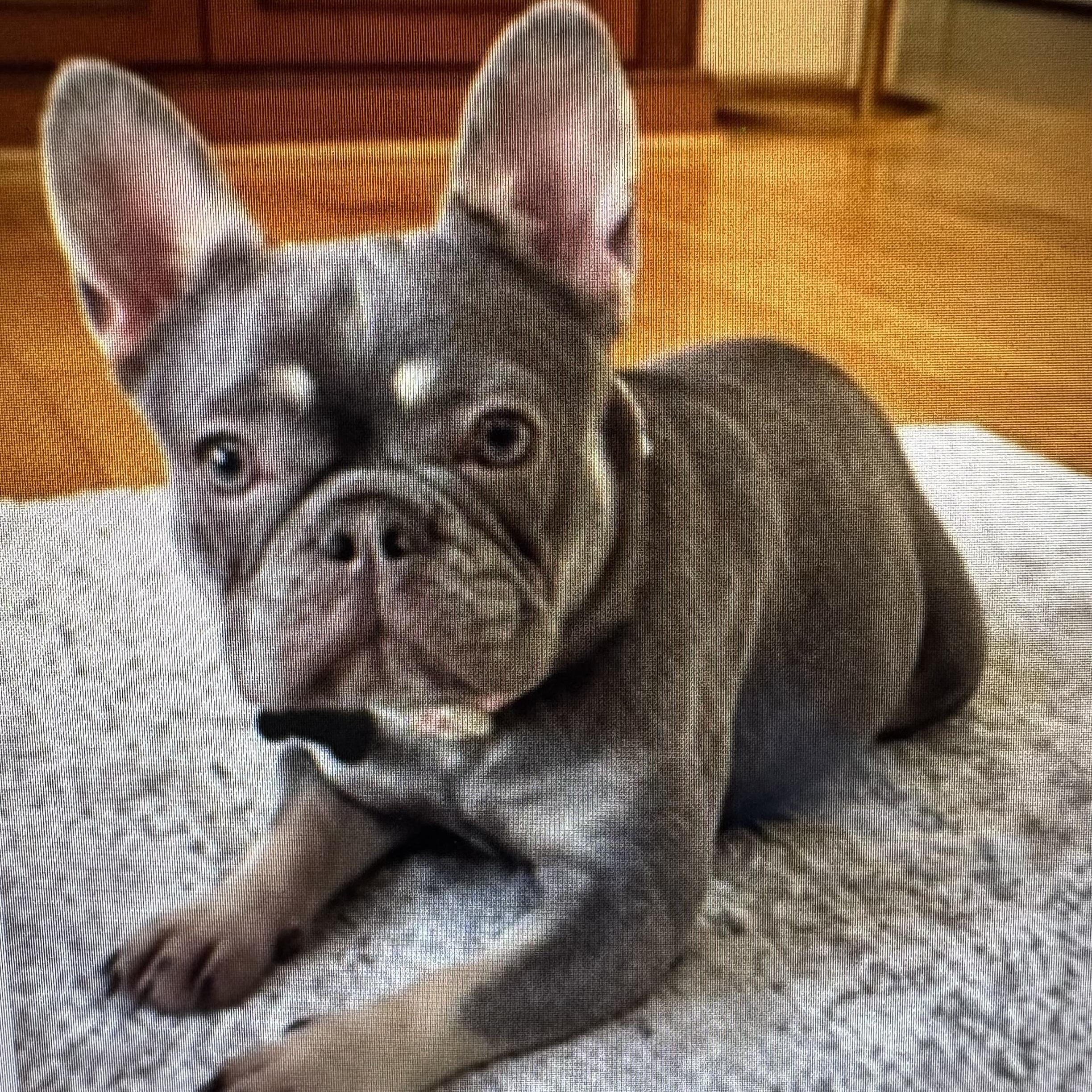 Chloe, adopted, Young Female French Bulldog.