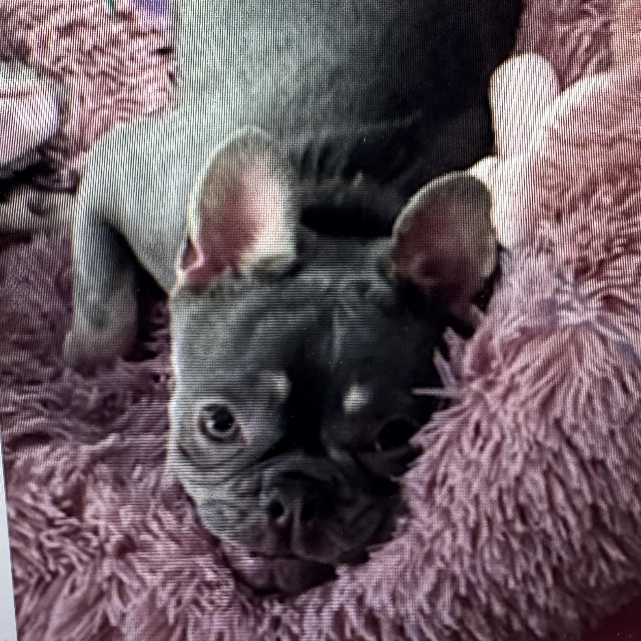 Enlarge Chloe, an adopted French Bulldog in Columbia, SC image 3/6