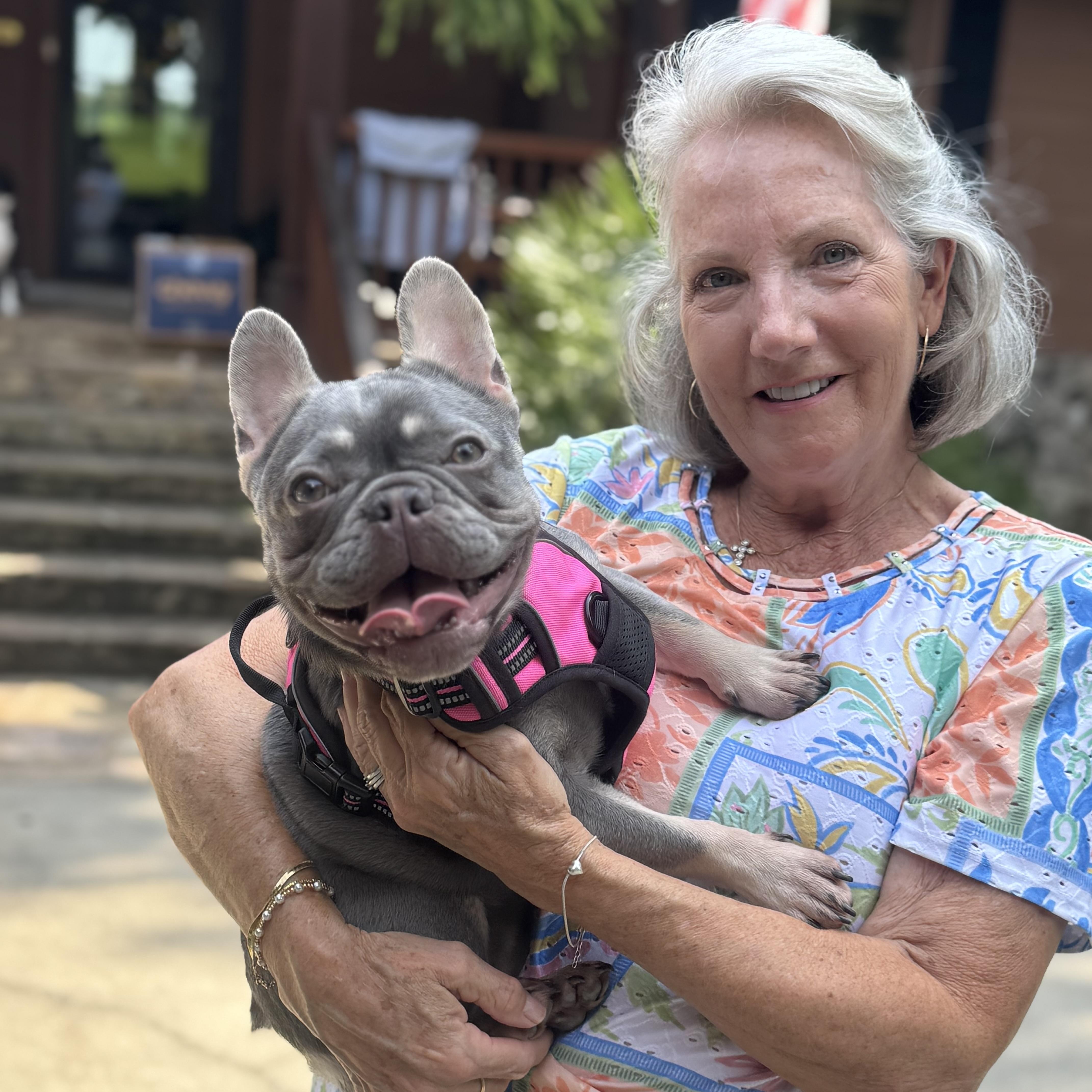 Enlarge Chloe, an adopted French Bulldog in Columbia, SC image 4/6
