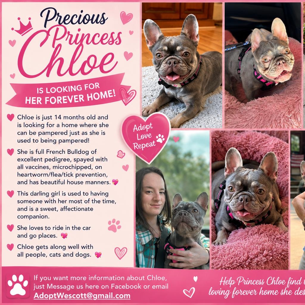 Enlarge Chloe, an adopted French Bulldog in Columbia, SC image 5/6