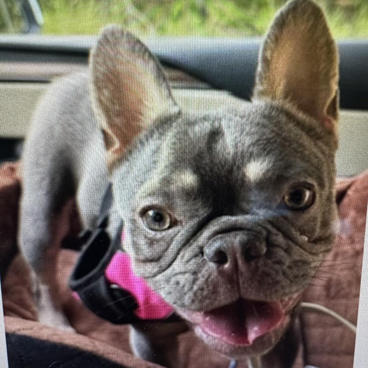 Enlarge Chloe, an adopted French Bulldog in Columbia, SC image 6/6