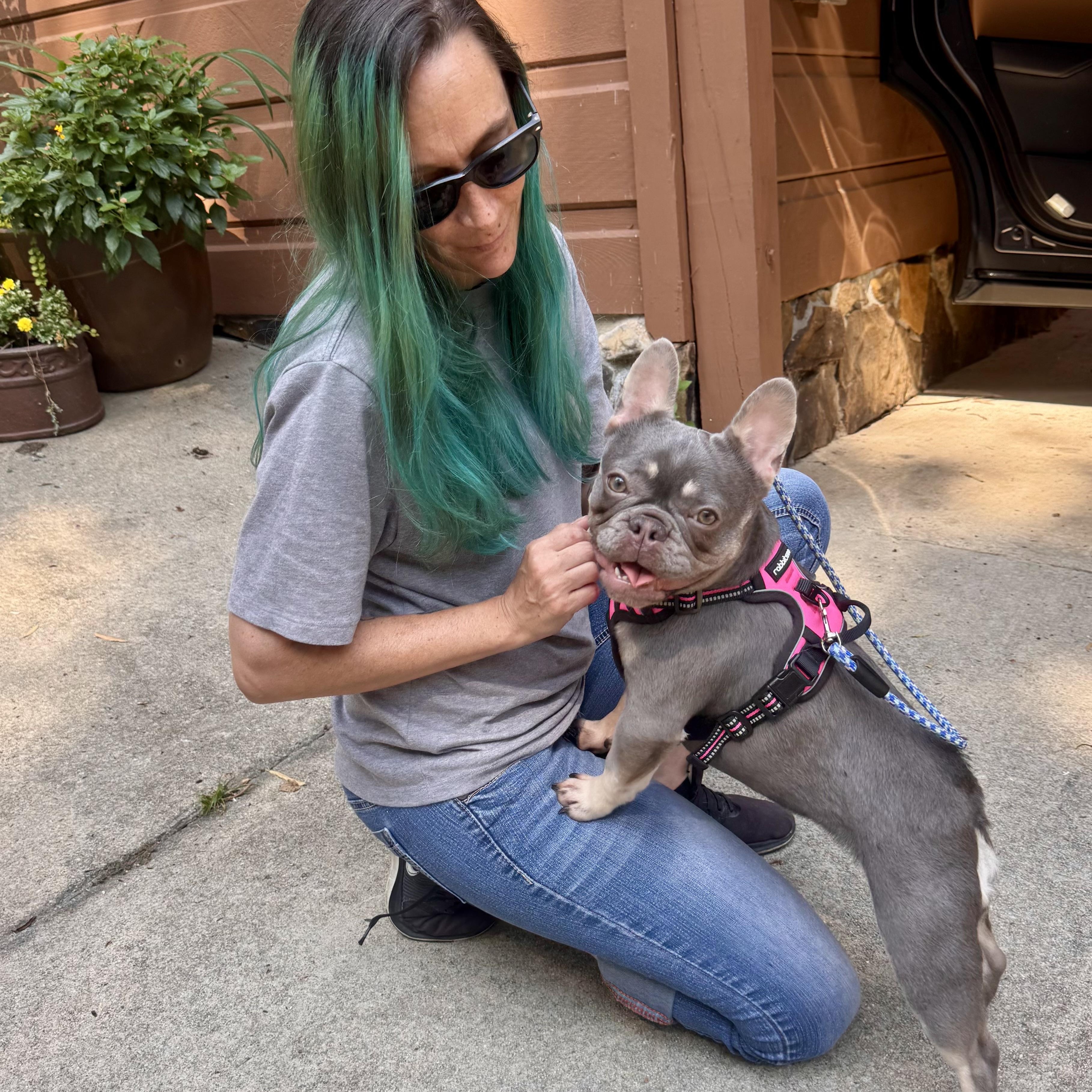 Enlarge Chloe, an adopted French Bulldog in Columbia, SC image 2/6