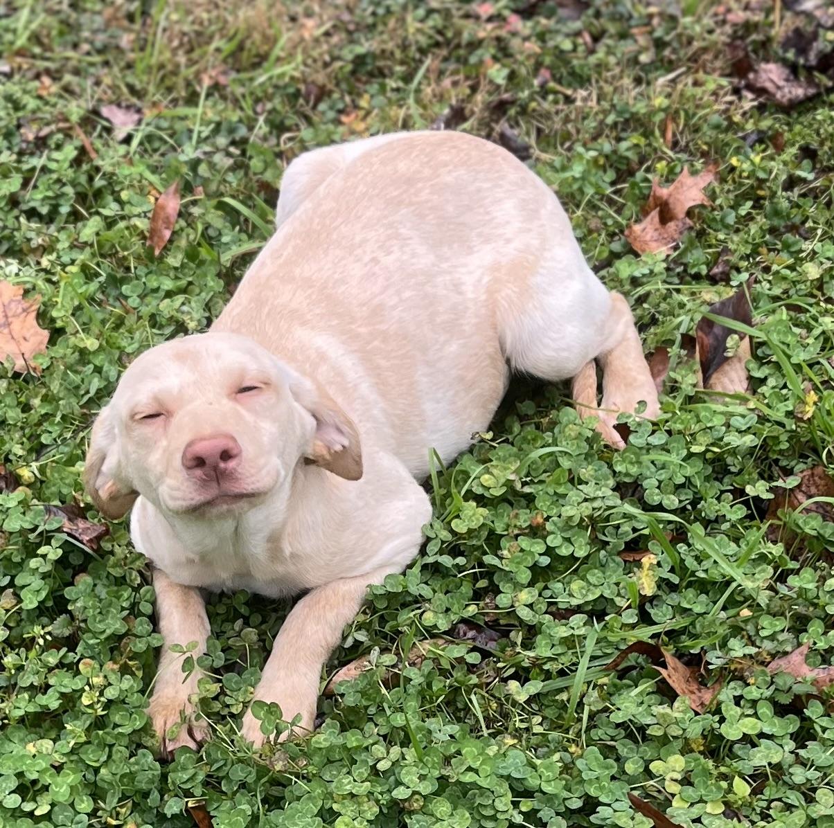 Gemma — thumbnail 2