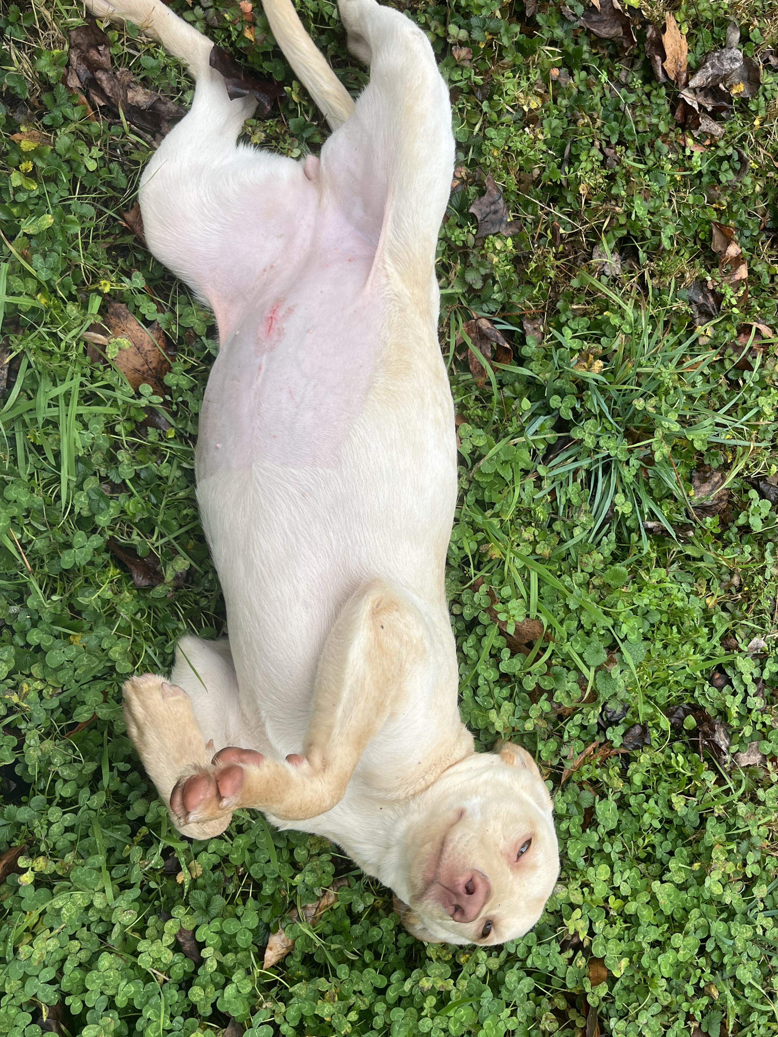 Gemma — thumbnail 4