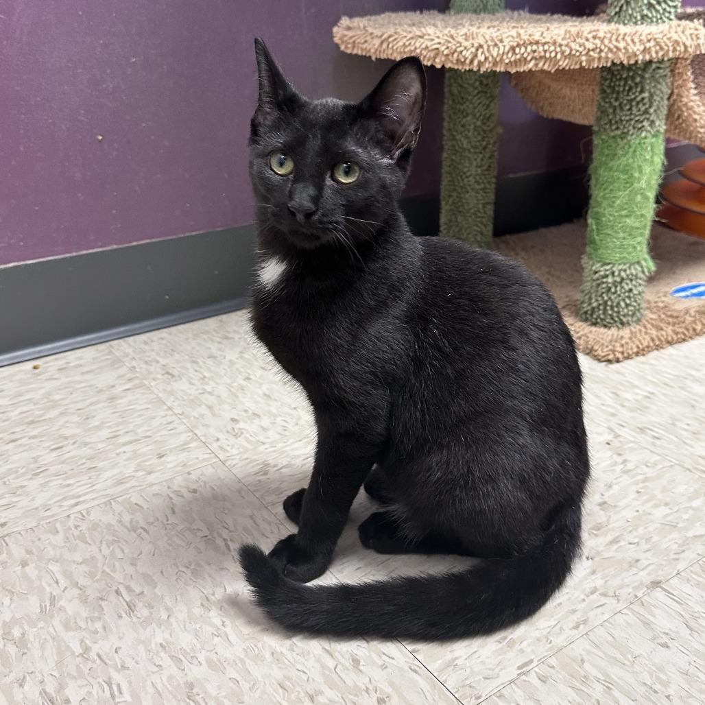 Enlarge Freddie, a Adoptable Domestic Short Hair in Branson, MO image 1/5