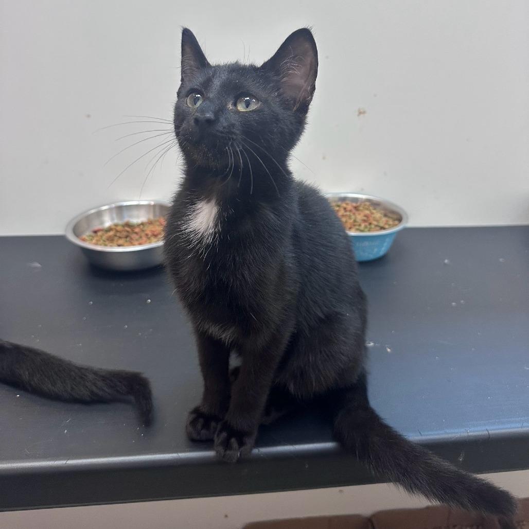 Enlarge Freddie, a Adoptable Domestic Short Hair in Branson, MO image 2/5