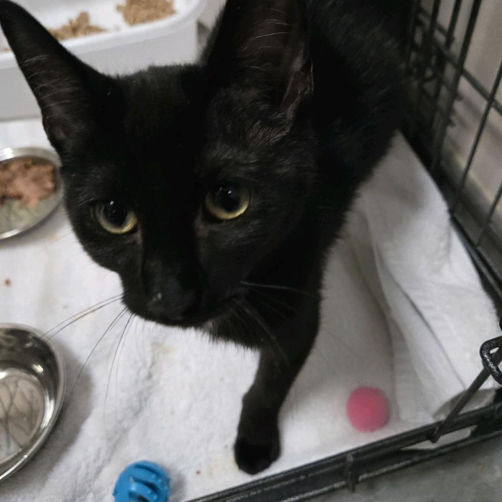 Enlarge Freddie, a Adoptable Domestic Short Hair in Branson, MO image 3/5