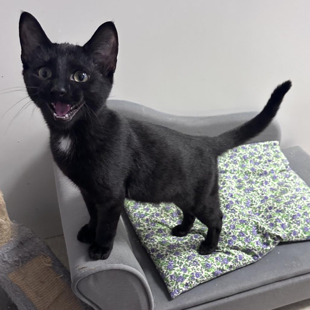 Enlarge Freddie, a Adoptable Domestic Short Hair in Branson, MO image 4/5