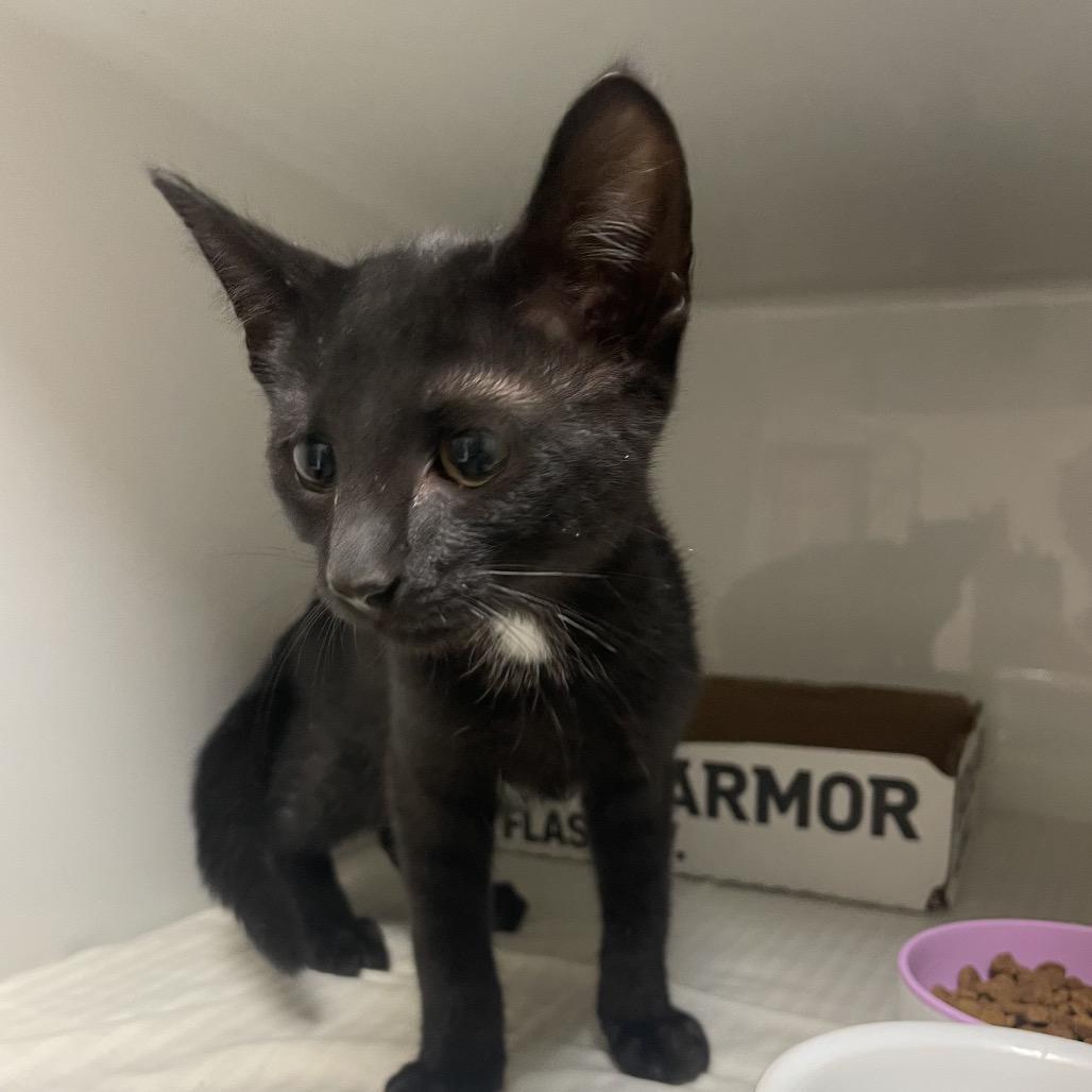 Enlarge Freddie, a Adoptable Domestic Short Hair in Branson, MO image 5/5