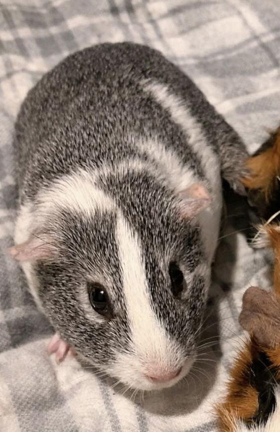 Enlarge Lana  *bonded to Lily, a Adopted Guinea Pig in Marshfield, WI image 2/2