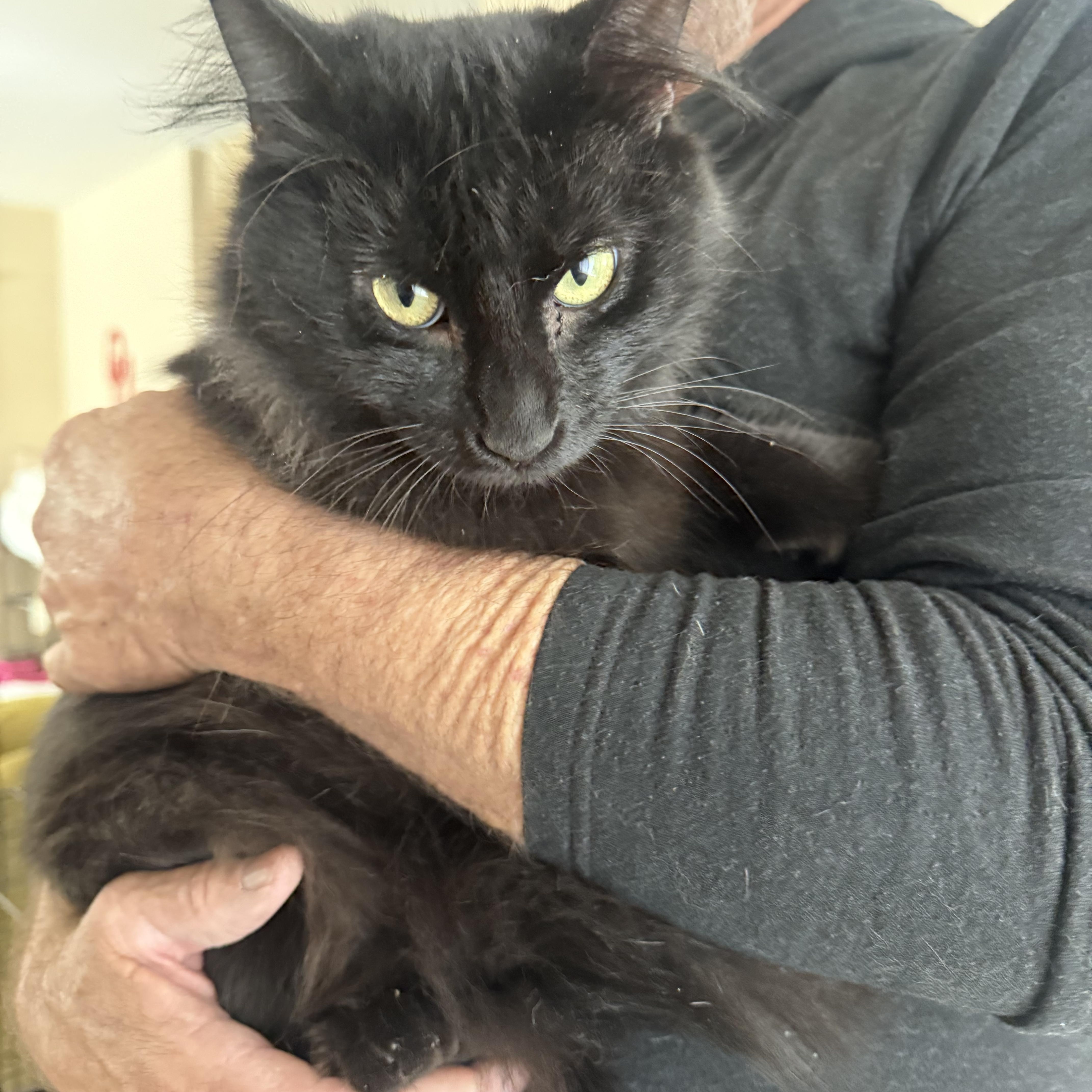 Spike, Adoptable, Young Male Domestic Medium Hair.