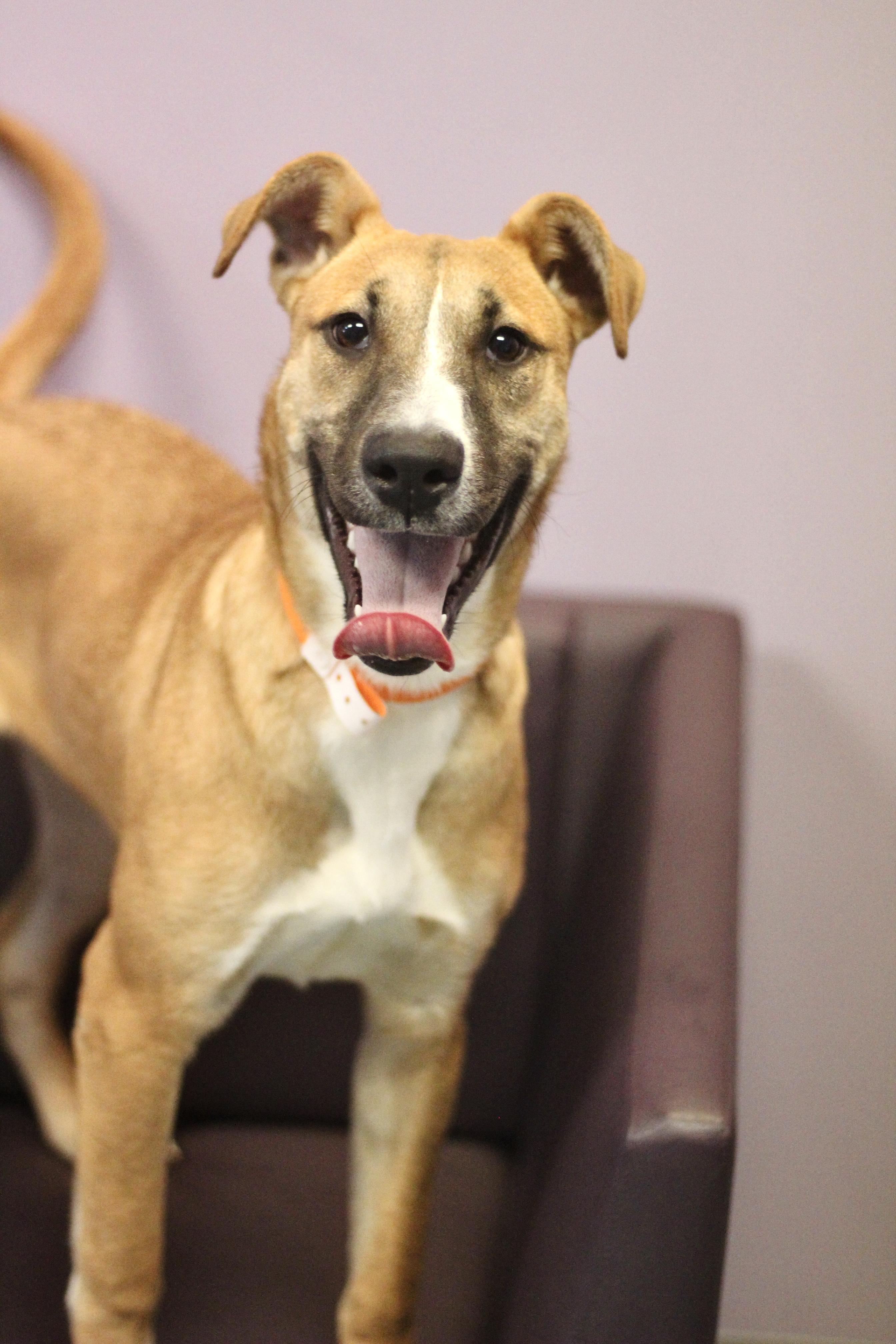 Enlarge Sally in NH! Come Meet our Adoptable Dogs Wednesday-Saturday. More info in Bio!, a ADOPTABLE mixed breed in Manchester, NH image 1/1