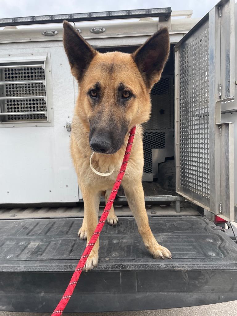 Radio, a Adoptable German Shepherd Dog in New Braunfels, TX image 1/6