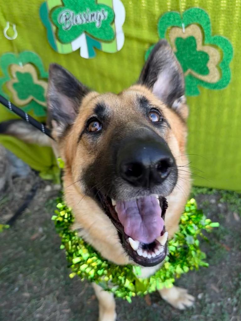 Radio, a Adoptable German Shepherd Dog in New Braunfels, TX image 2/6