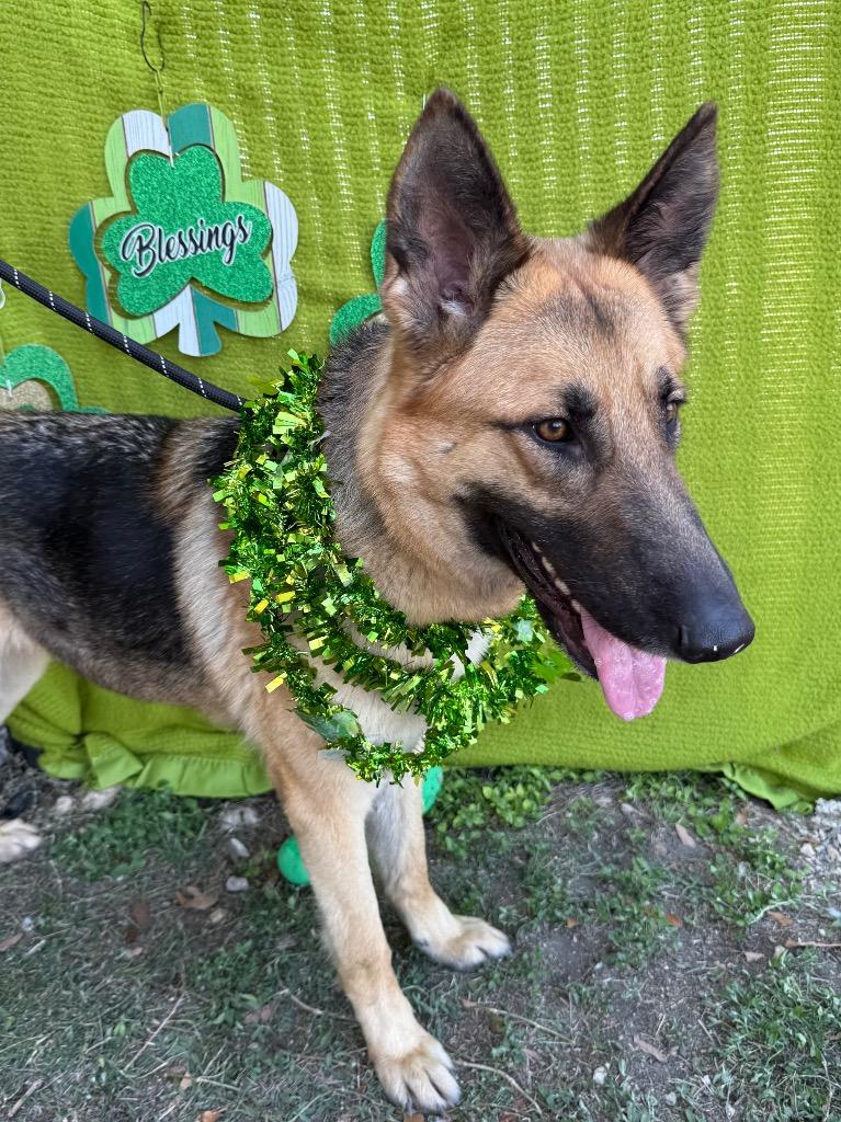 Radio, a Adoptable German Shepherd Dog in New Braunfels, TX image 3/6