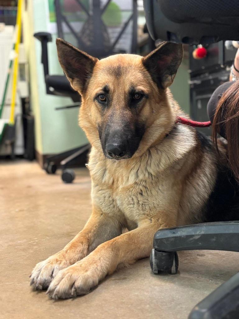 Radio, a Adoptable German Shepherd Dog in New Braunfels, TX image 4/6