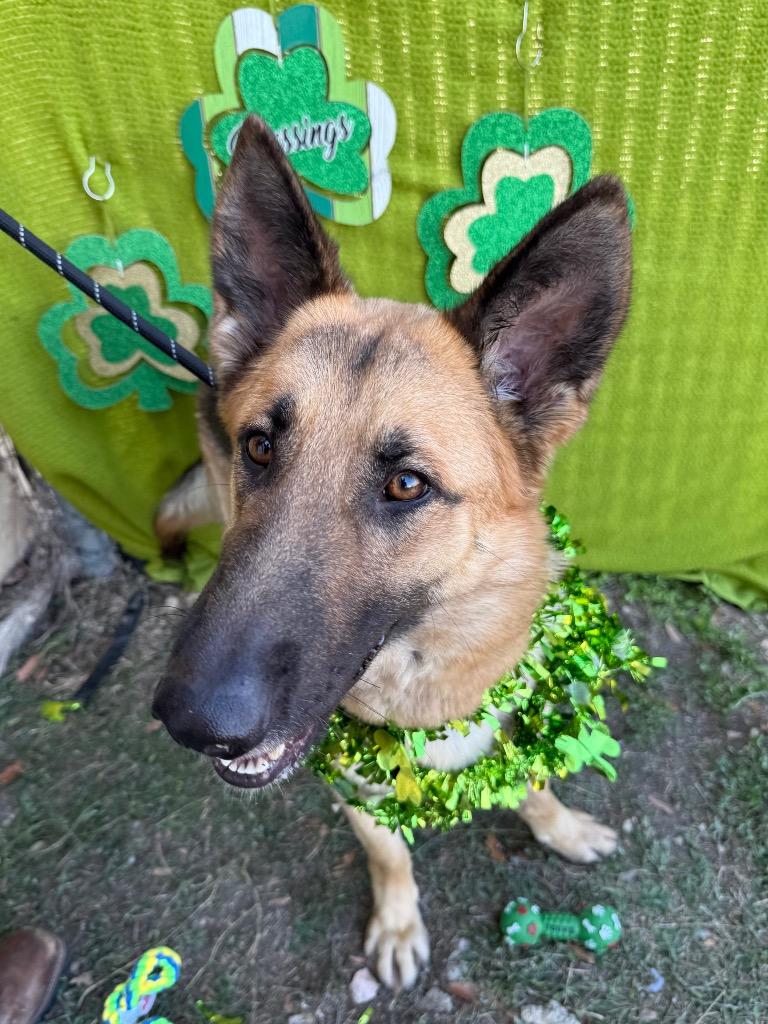 Radio, a Adoptable German Shepherd Dog in New Braunfels, TX image 5/6
