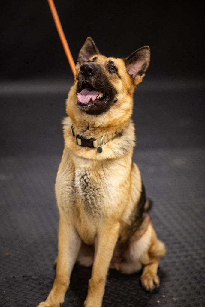 Radio, a Adoptable German Shepherd Dog in New Braunfels, TX image 6/6