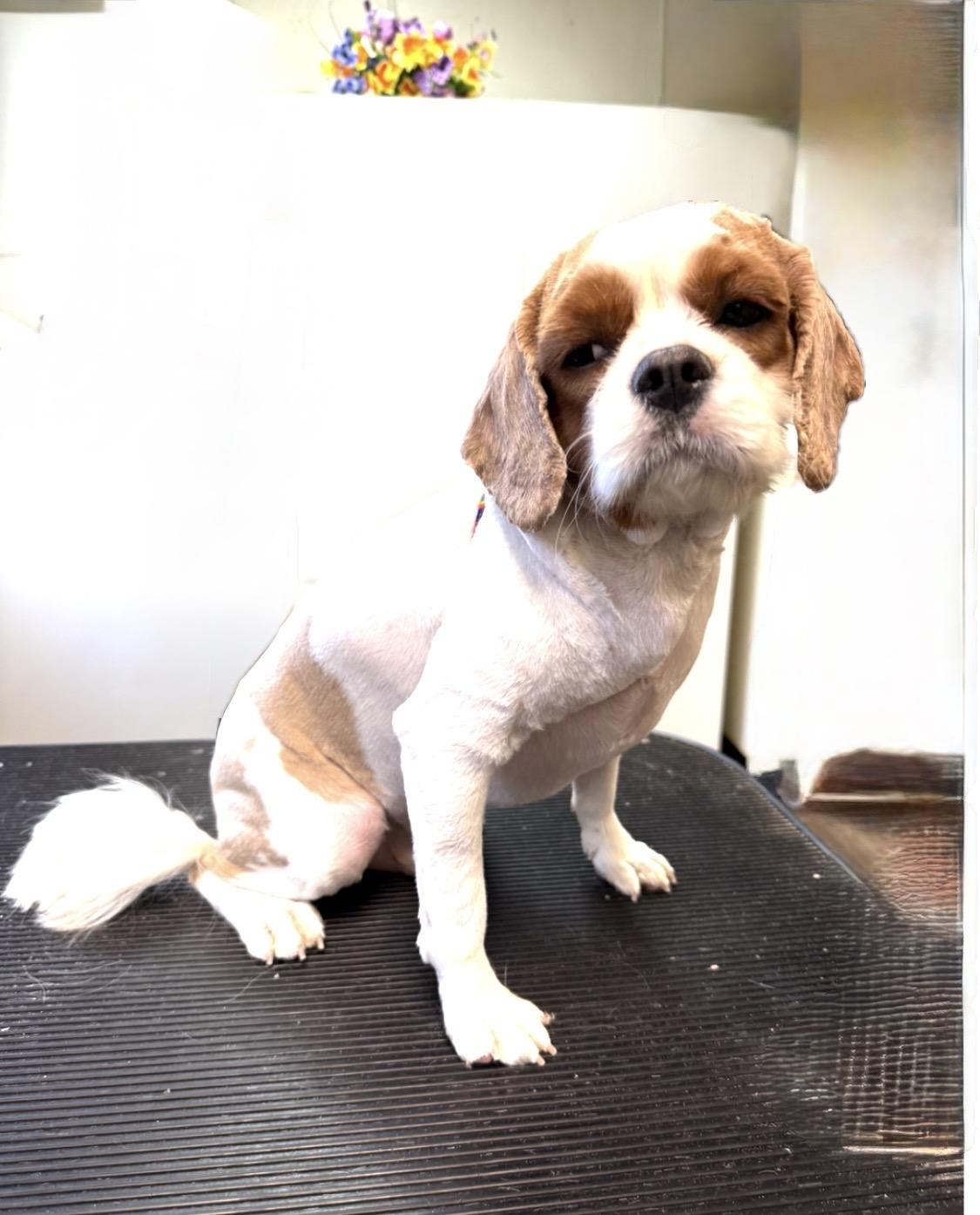 Enlarge Toby, a ADOPTABLE Cavalier King Charles Spaniel in Clinton, PA image 3/3