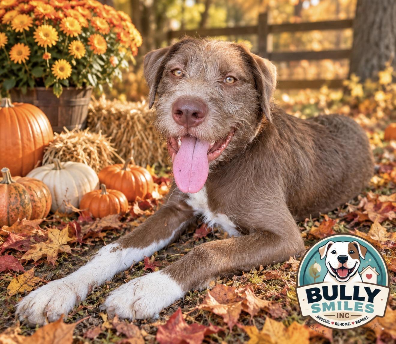 Huck, Adoptable, Young Male Standard Poodle & American Staffordshire Terrier.