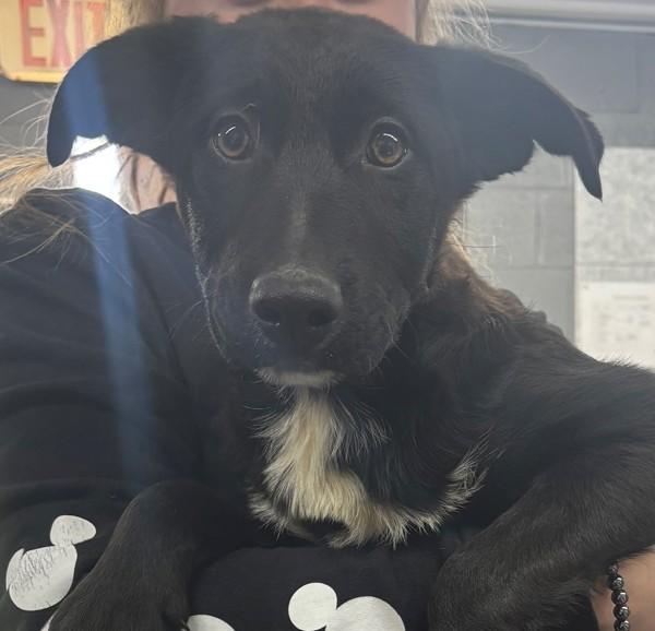 Enlarge Skylar, a Adoptable mixed breed in Campbellsville, KY image 1/1