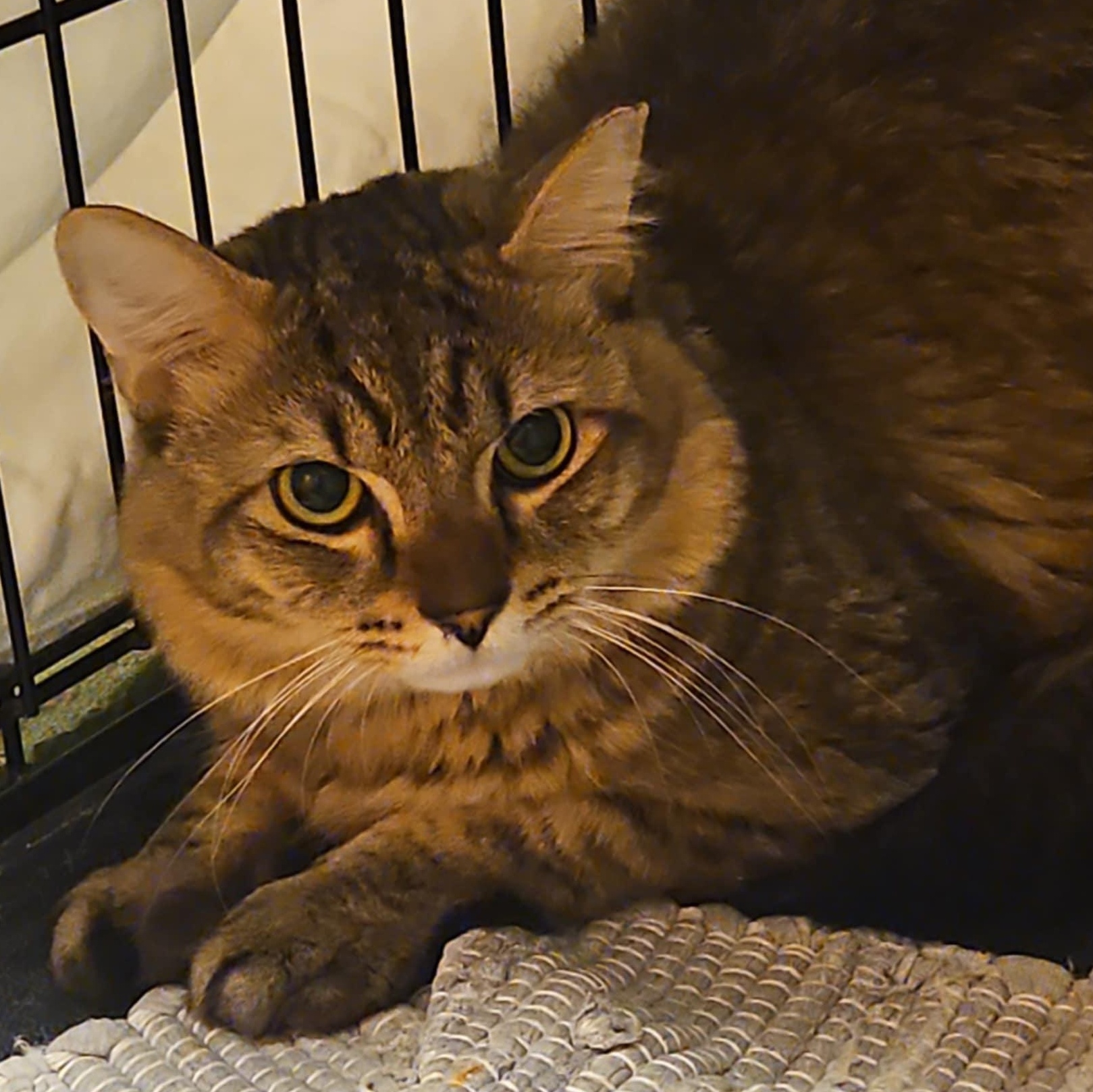 Enlarge Musky, a Adopted mixed breed in CHICAGO, IL image 1/3