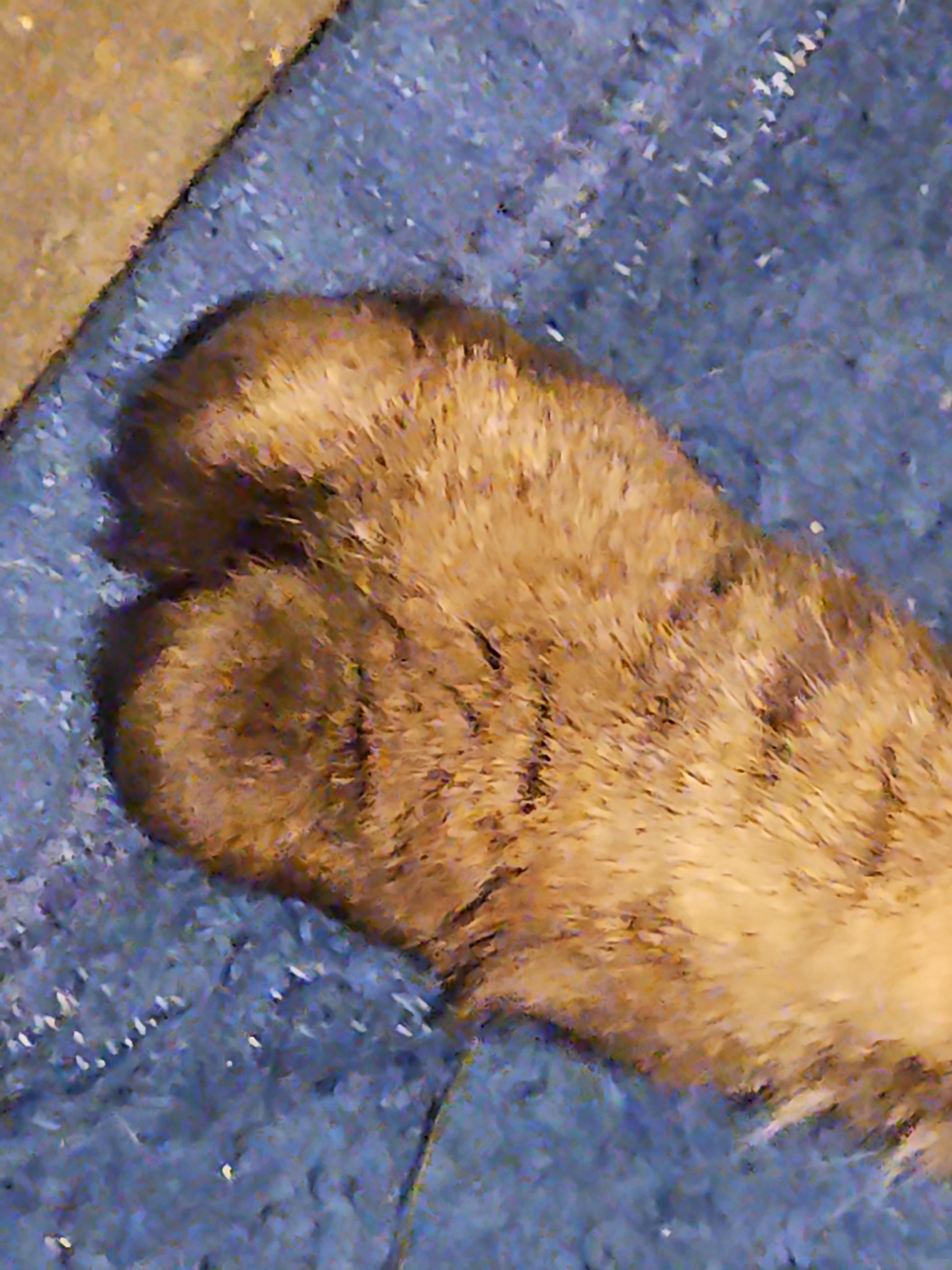 Enlarge Musky, a Adopted mixed breed in CHICAGO, IL image 2/3