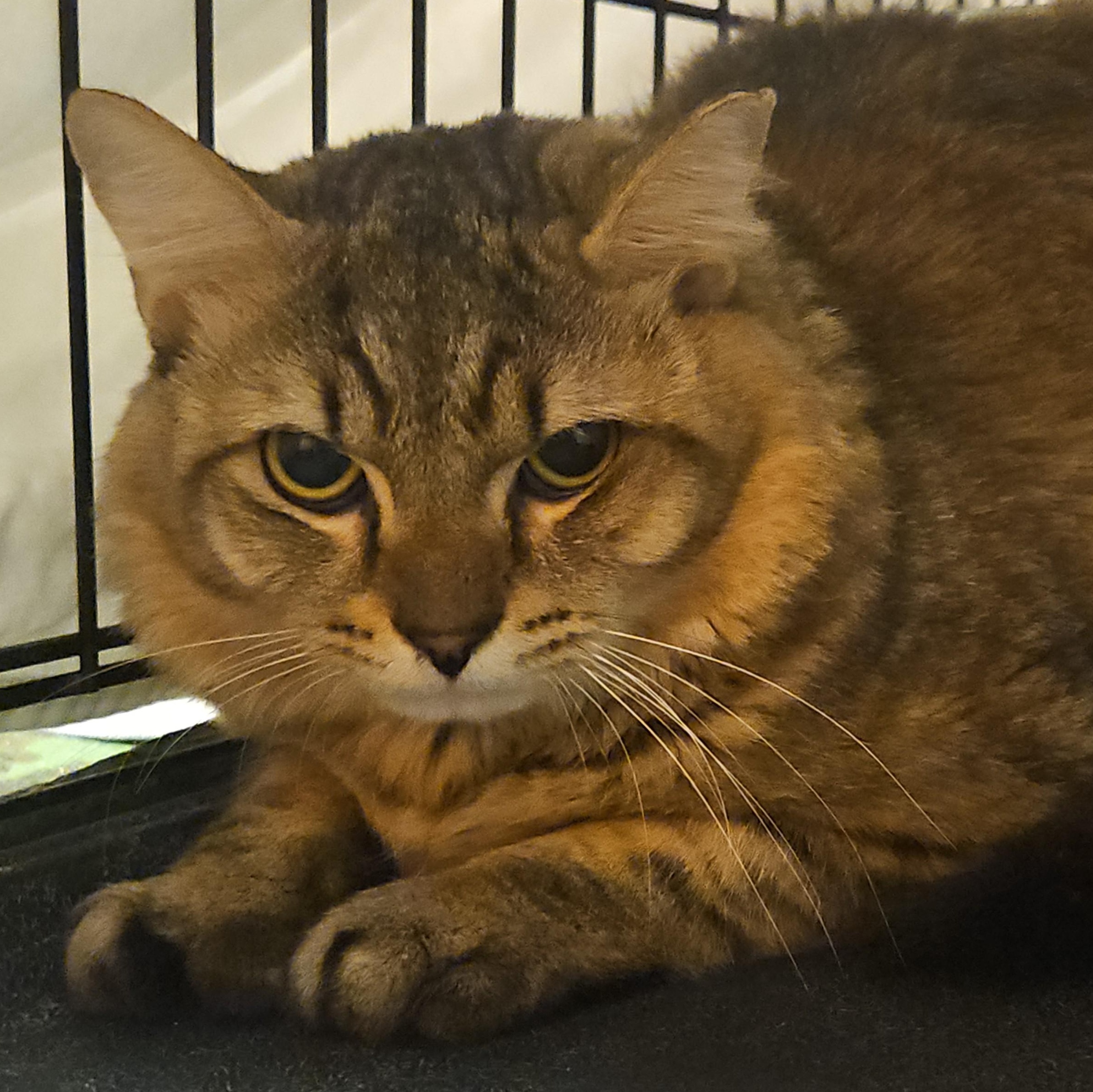 Enlarge Musky, a Adopted mixed breed in CHICAGO, IL image 3/3