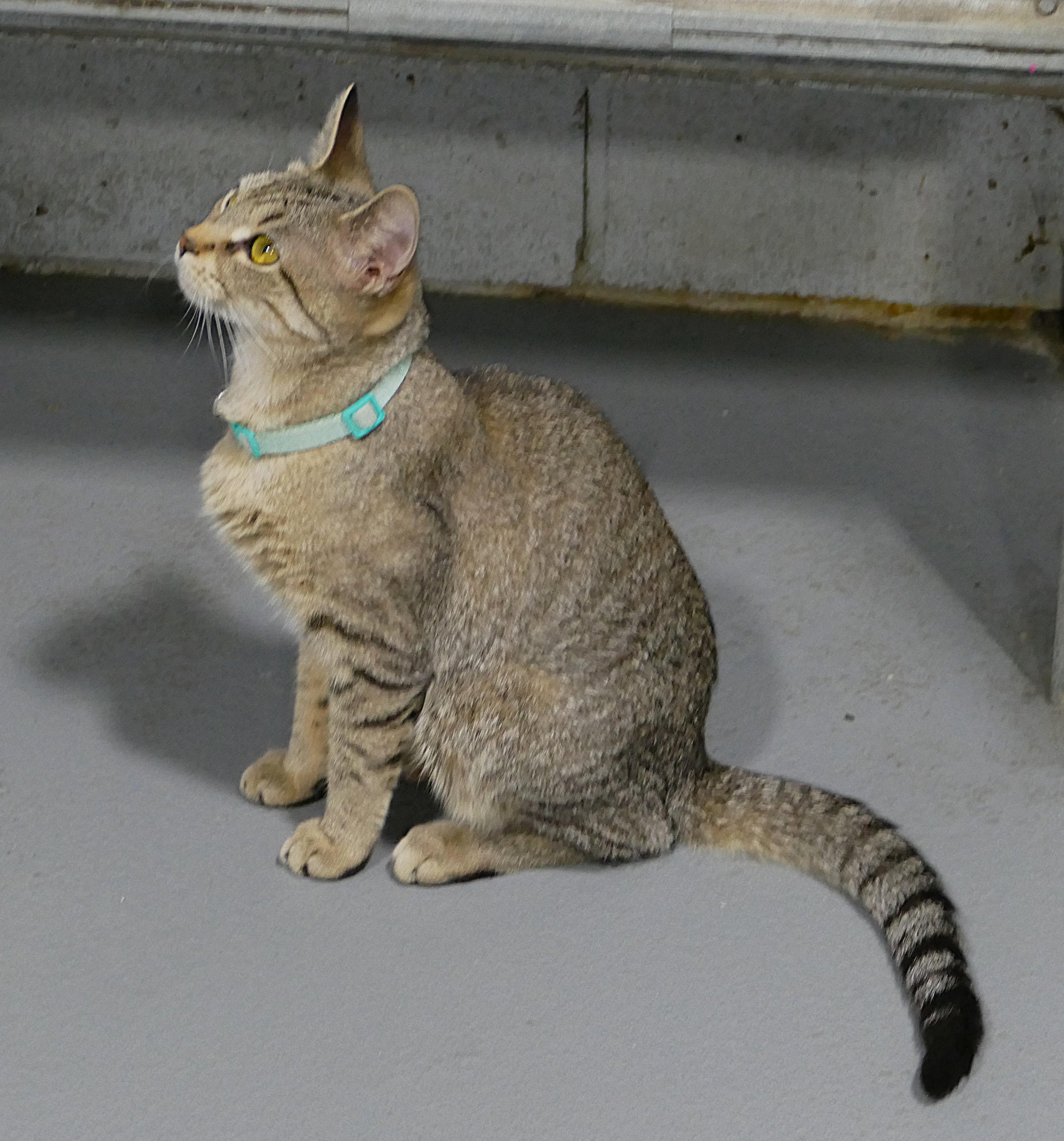 KINDRY, a ADOPTABLE mixed breed in Beechbottom, WV image 2/2