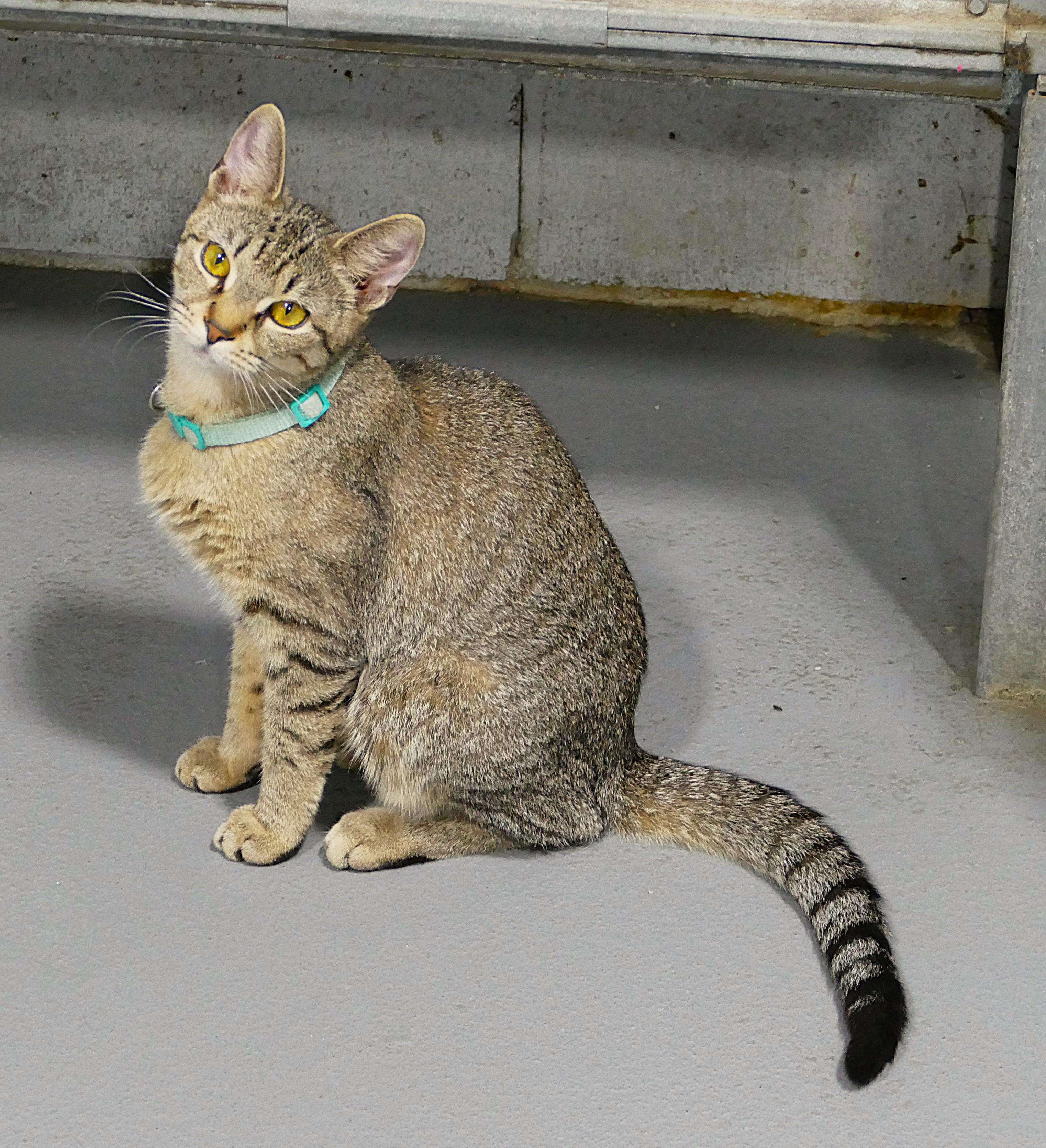 KINDRY, ADOPTABLE, Adult Female Domestic Short Hair.