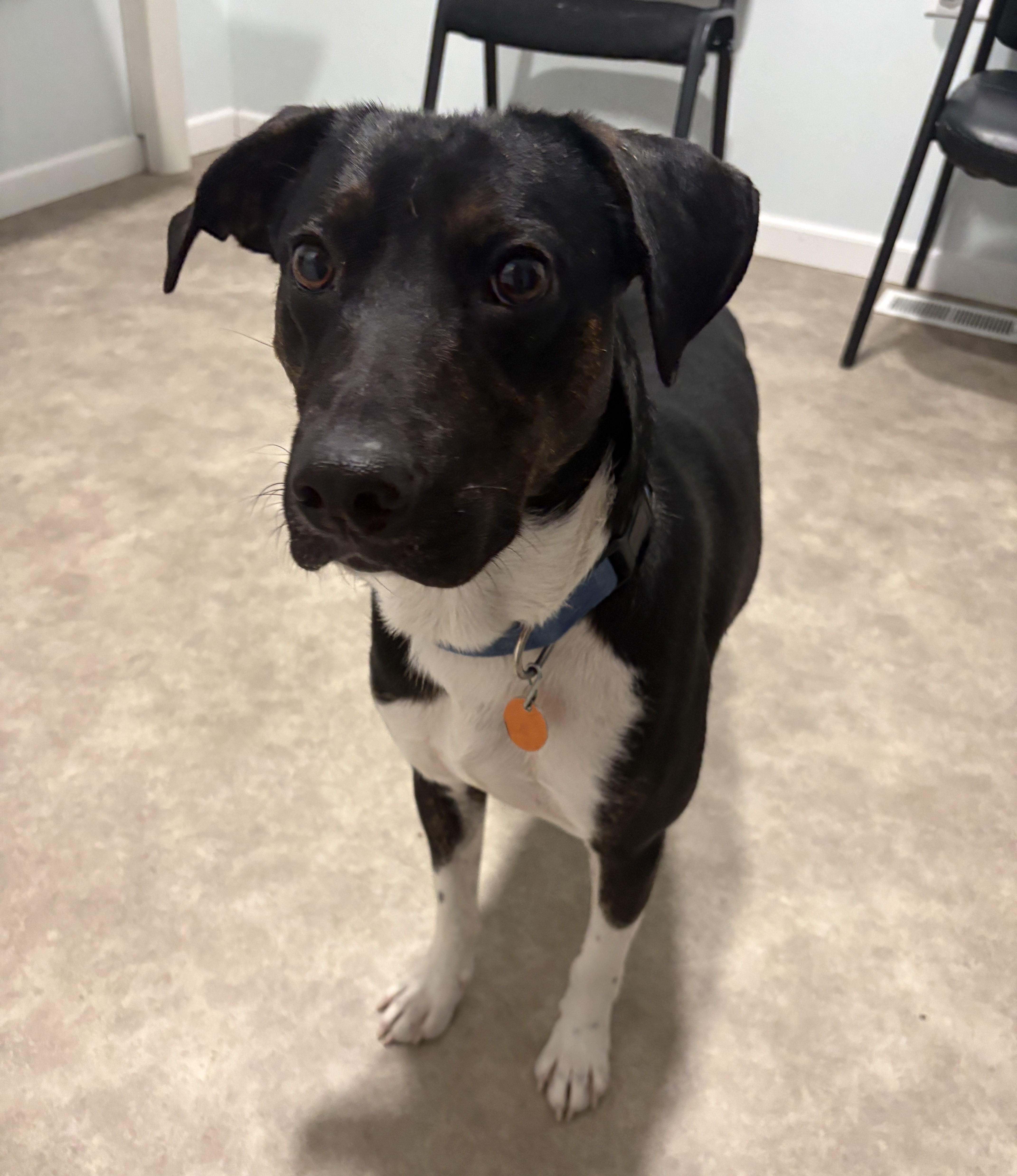 Johnny, Adoptable, Young Male Mountain Cur.