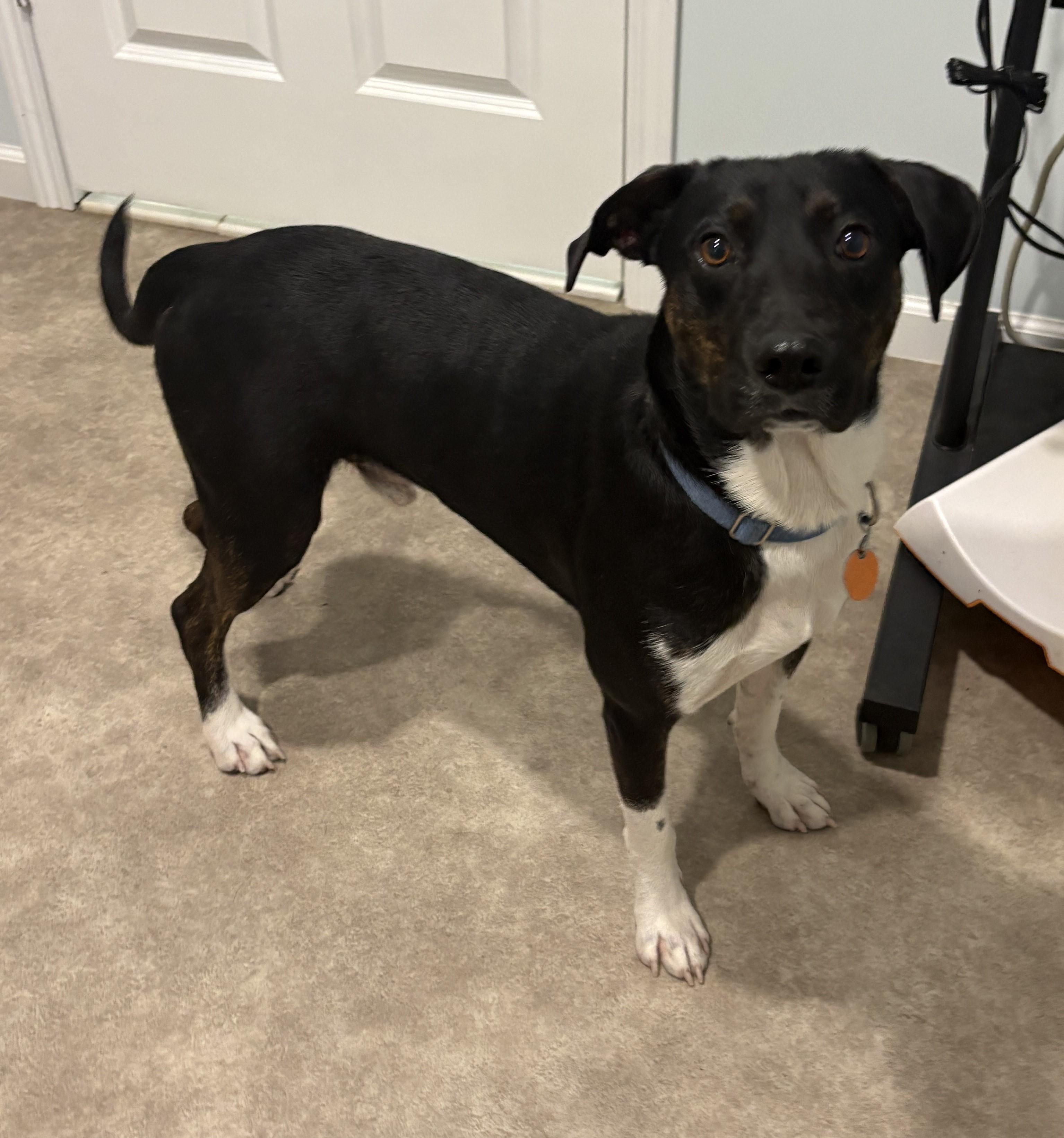 Enlarge Johnny, a Adoptable mixed breed in Grant, NE image 4/5