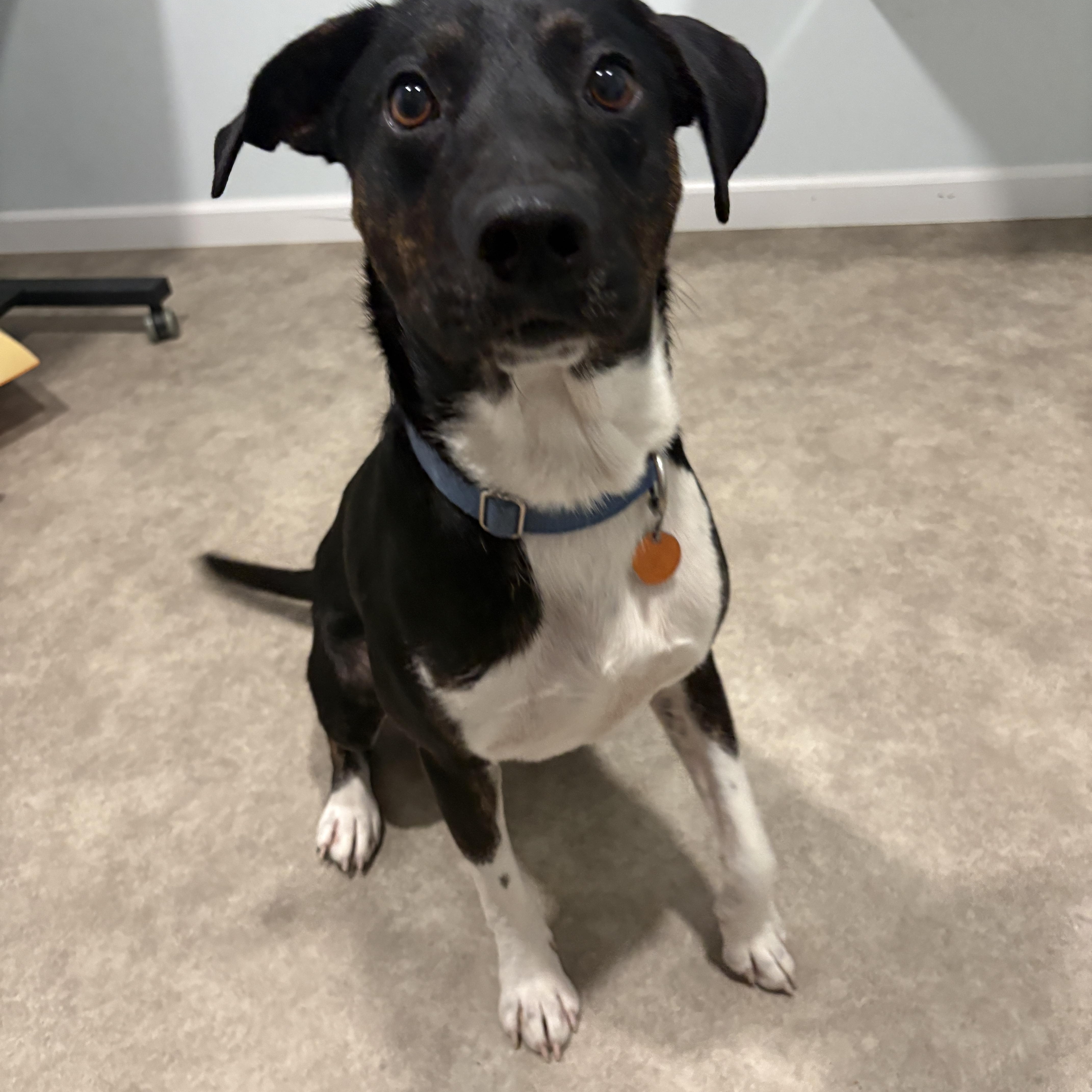 Enlarge Johnny, a Adoptable mixed breed in Grant, NE image 5/5