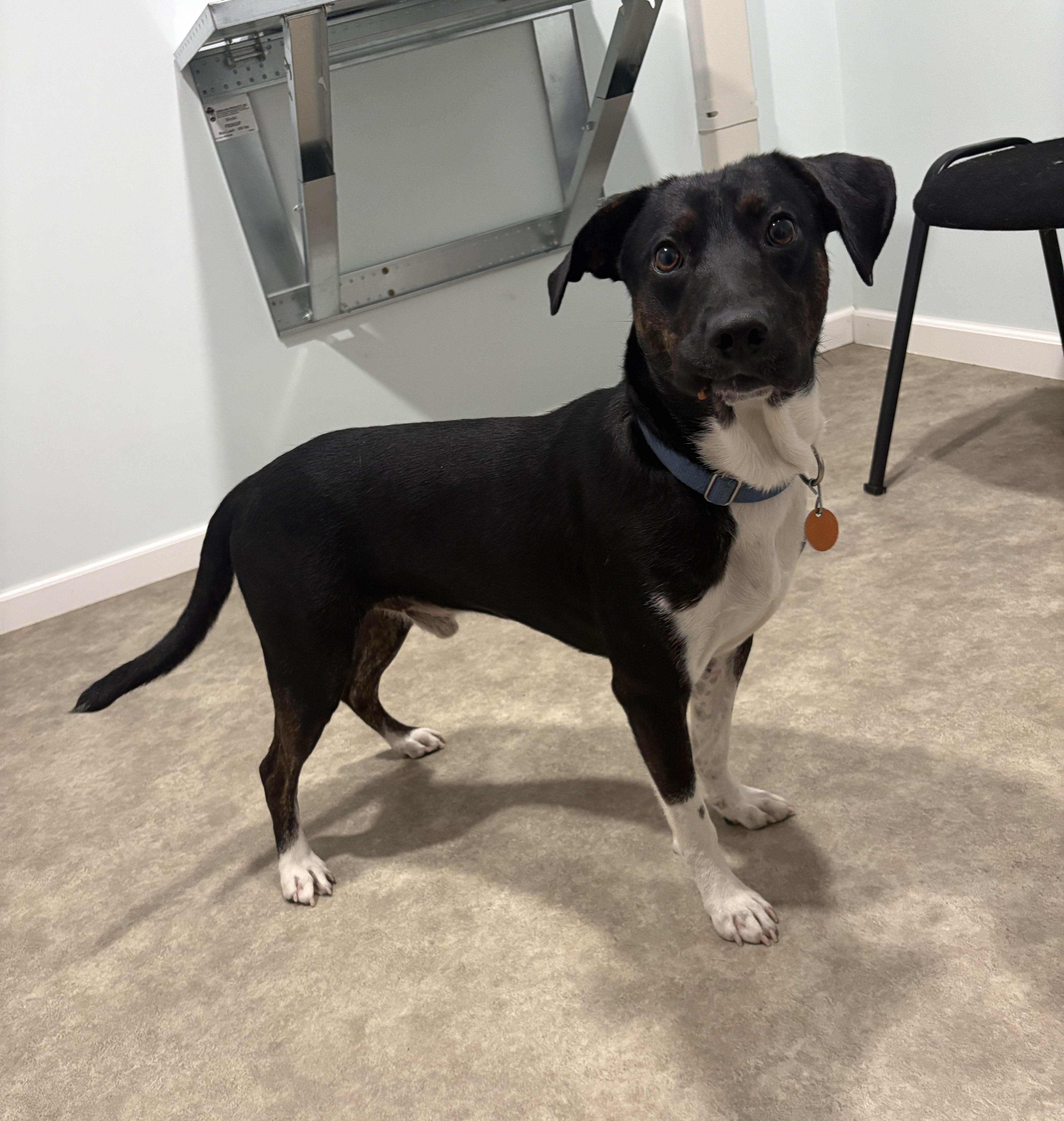 Enlarge Johnny, a Adoptable mixed breed in Grant, NE image 2/5