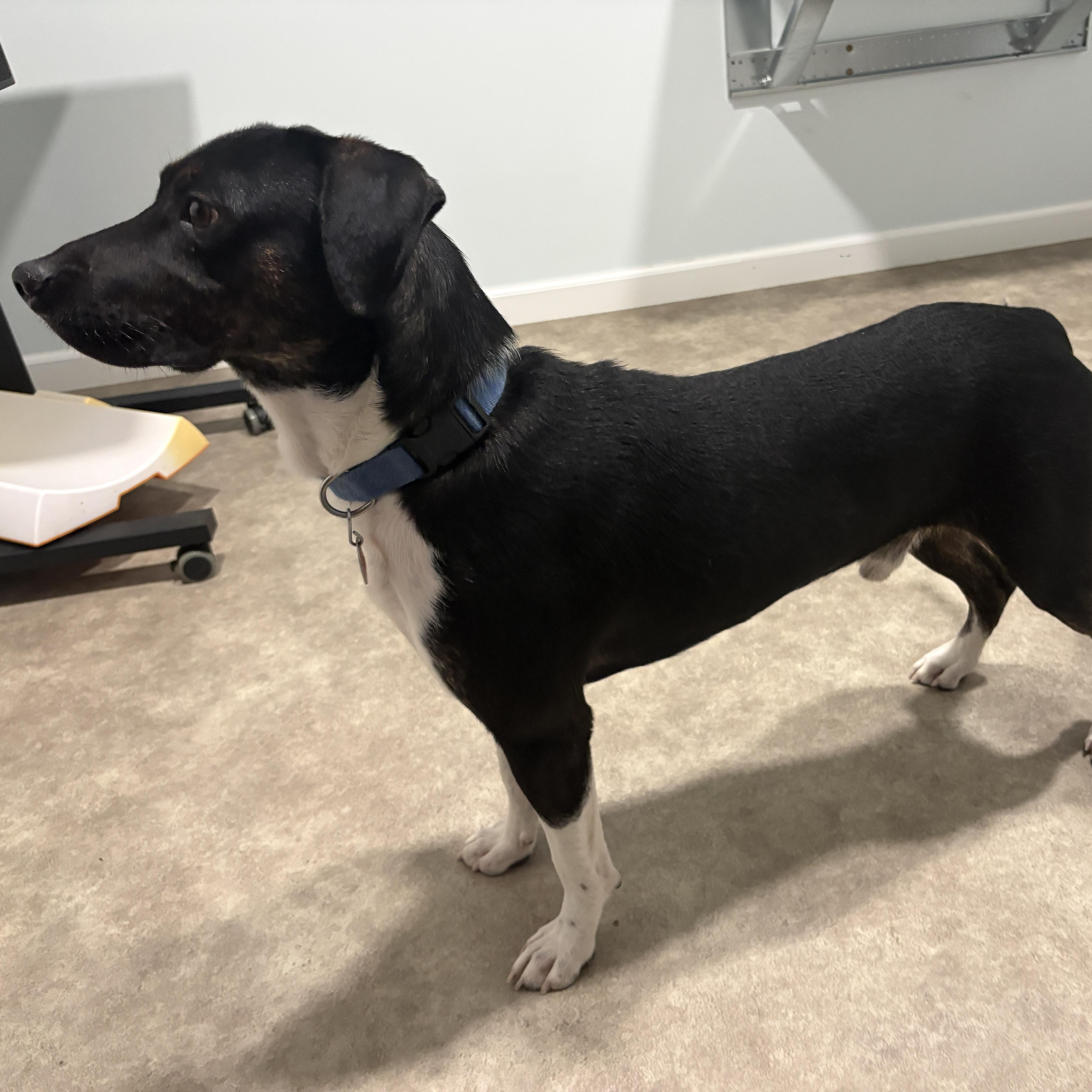 Enlarge Johnny, a Adoptable mixed breed in Grant, NE image 3/5
