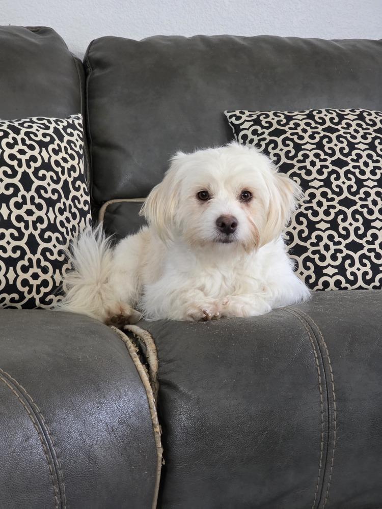 Enlarge Romeo, a Adopted mixed breed in Santa Rosa, CA image 1/5