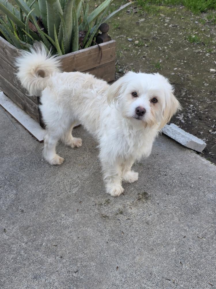 Enlarge Romeo, a Adopted mixed breed in Santa Rosa, CA image 5/5