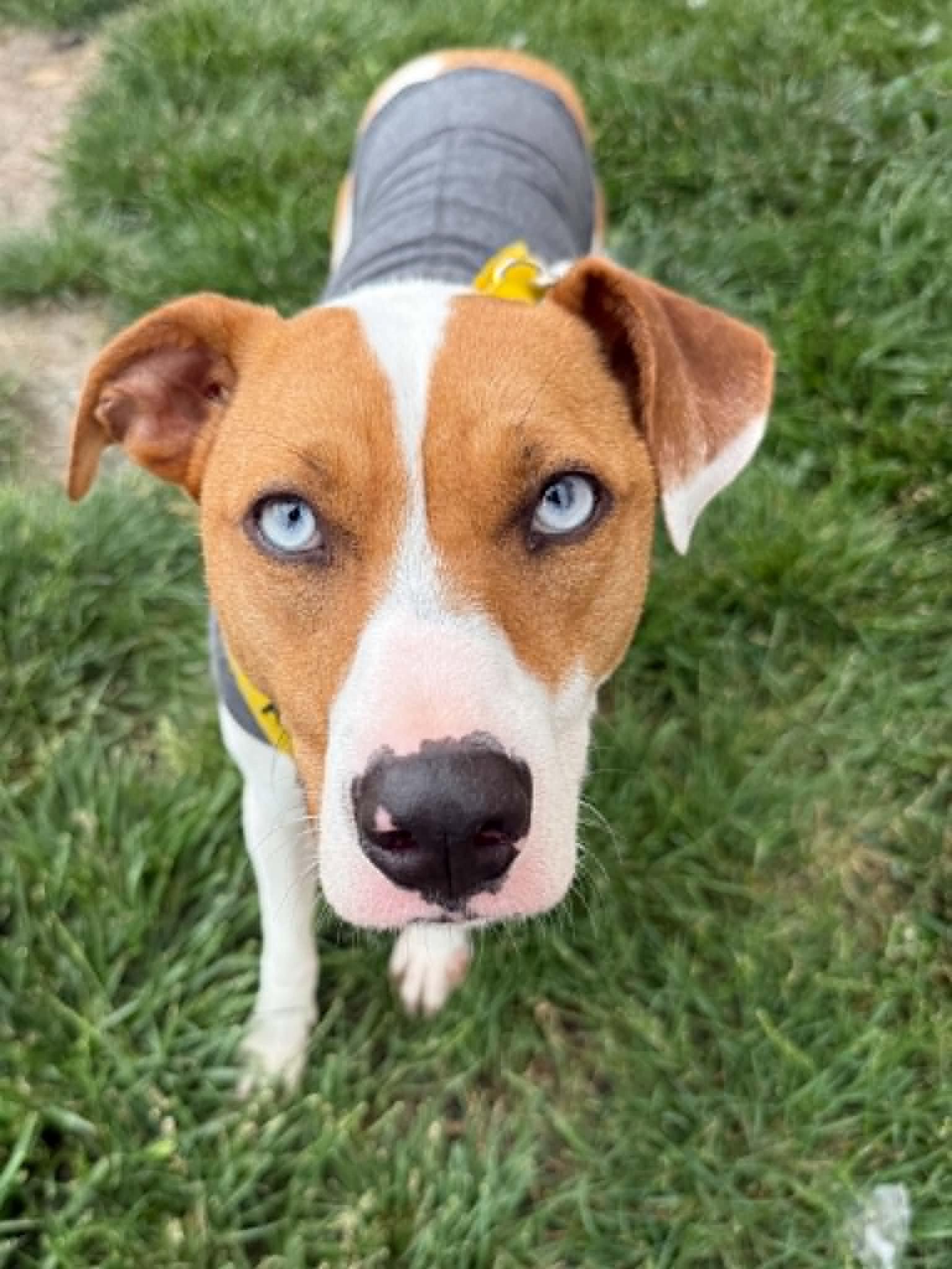 Enlarge Skyler, a Adoptable mixed breed in Lee's Summit, MO image 1/3