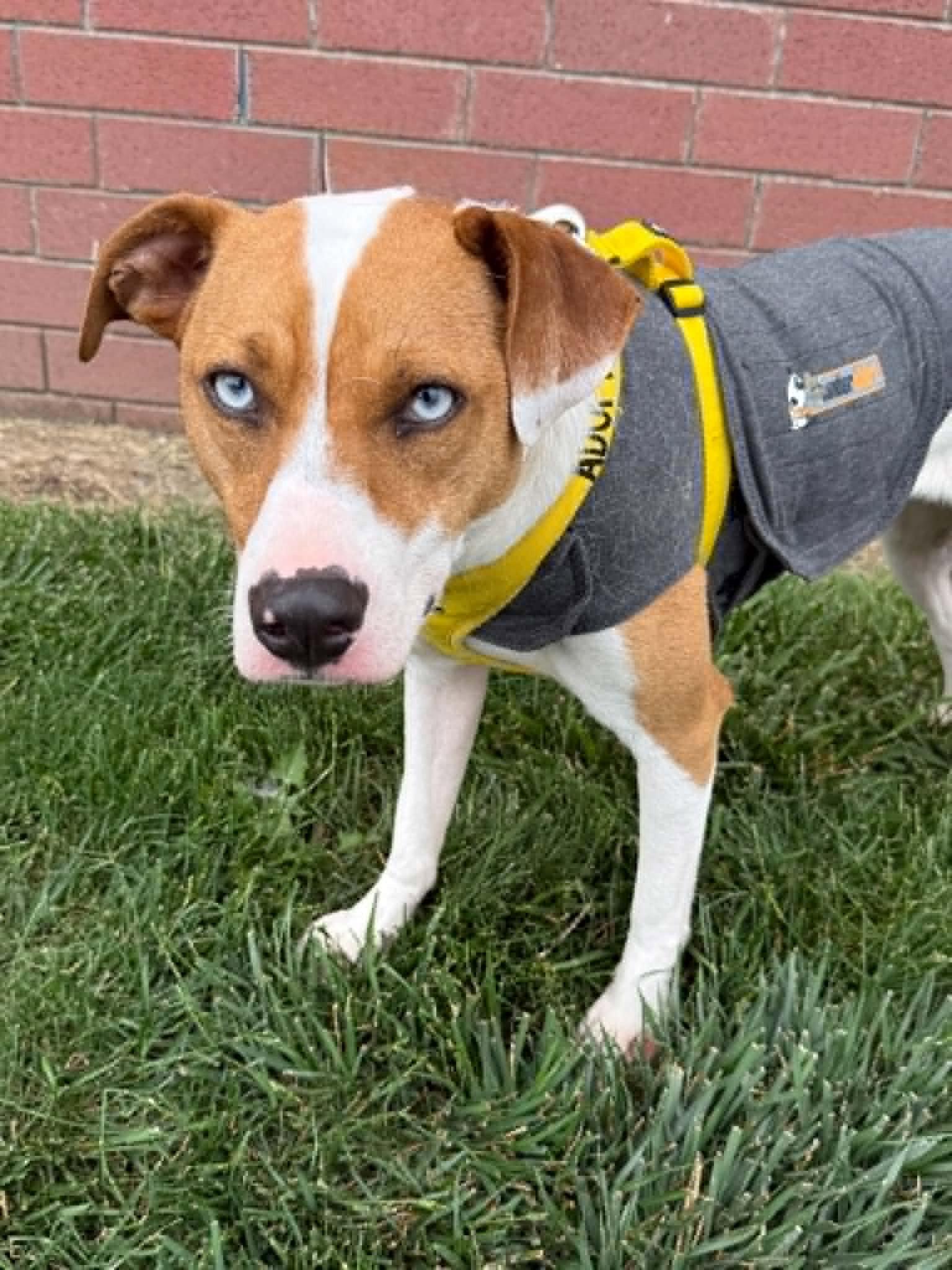Enlarge Skyler, a Adoptable mixed breed in Lee's Summit, MO image 2/3