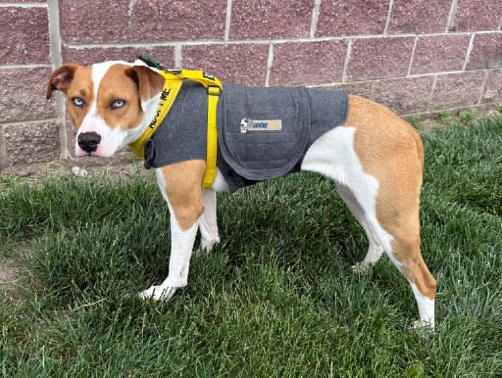 Enlarge Skyler, a Adoptable mixed breed in Lee's Summit, MO image 3/3
