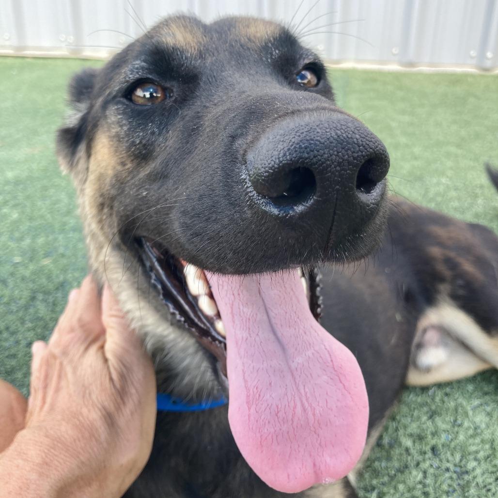 Enlarge Mac, a Adoptable mixed breed in Memphis, TN image 1/3