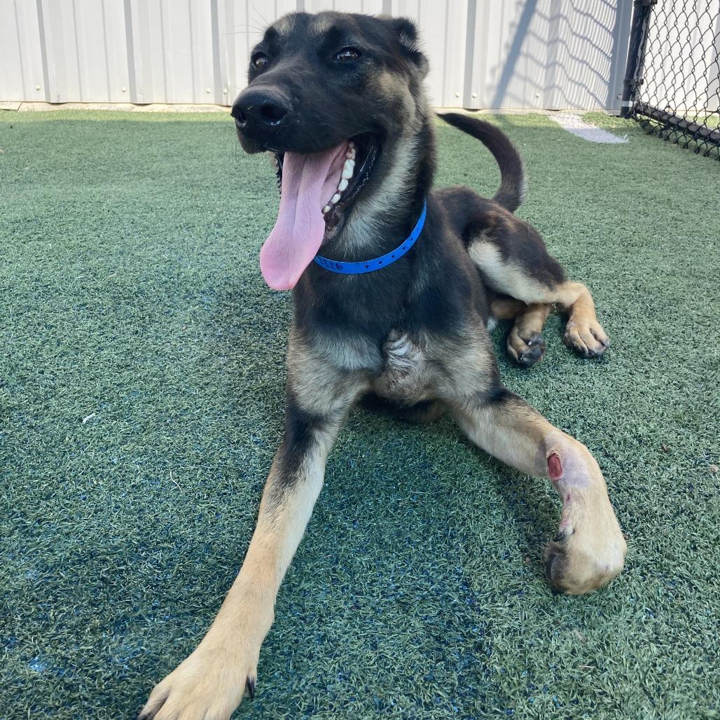 Enlarge Mac, a Adoptable mixed breed in Memphis, TN image 2/3