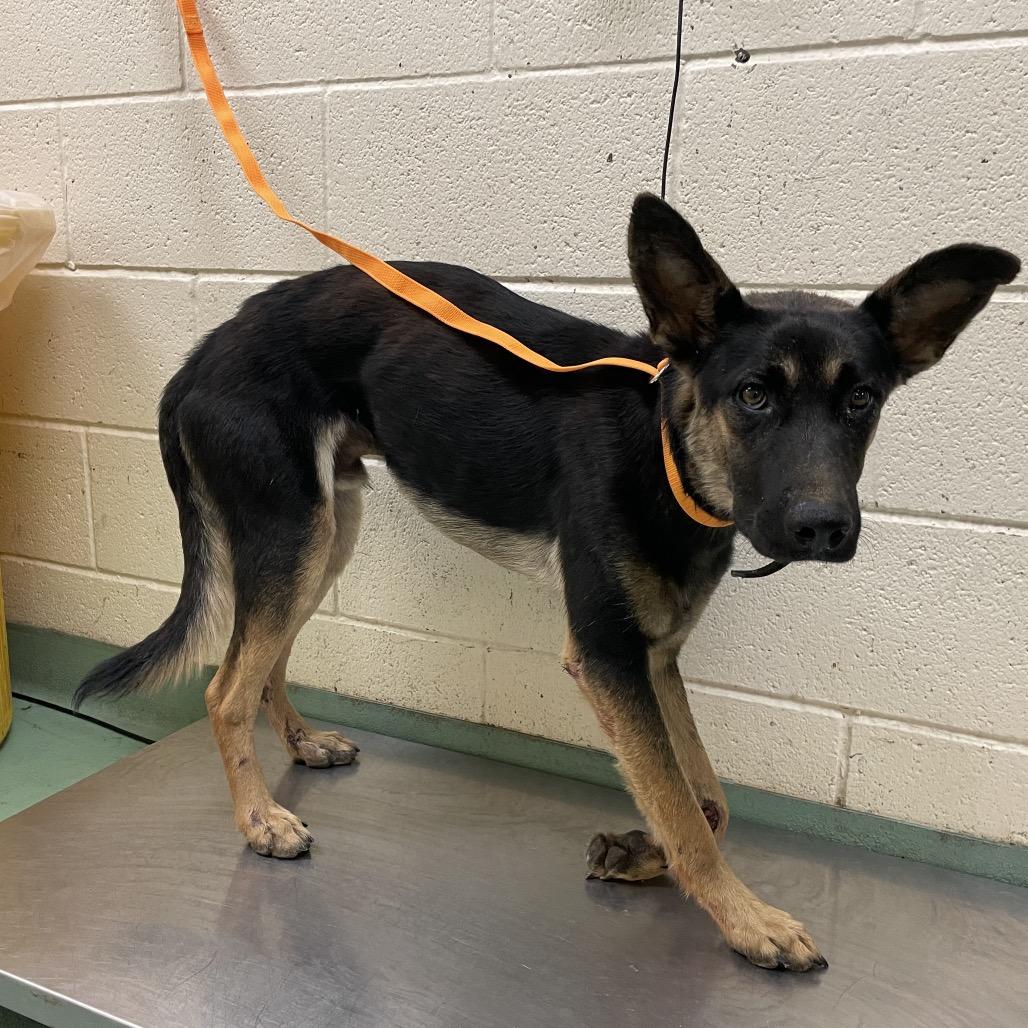 Enlarge Mac, a Adoptable mixed breed in Memphis, TN image 3/3