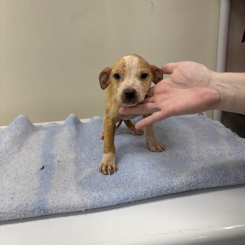 Enlarge Tuna, a Adoptable mixed breed in Galax, VA image 1/1