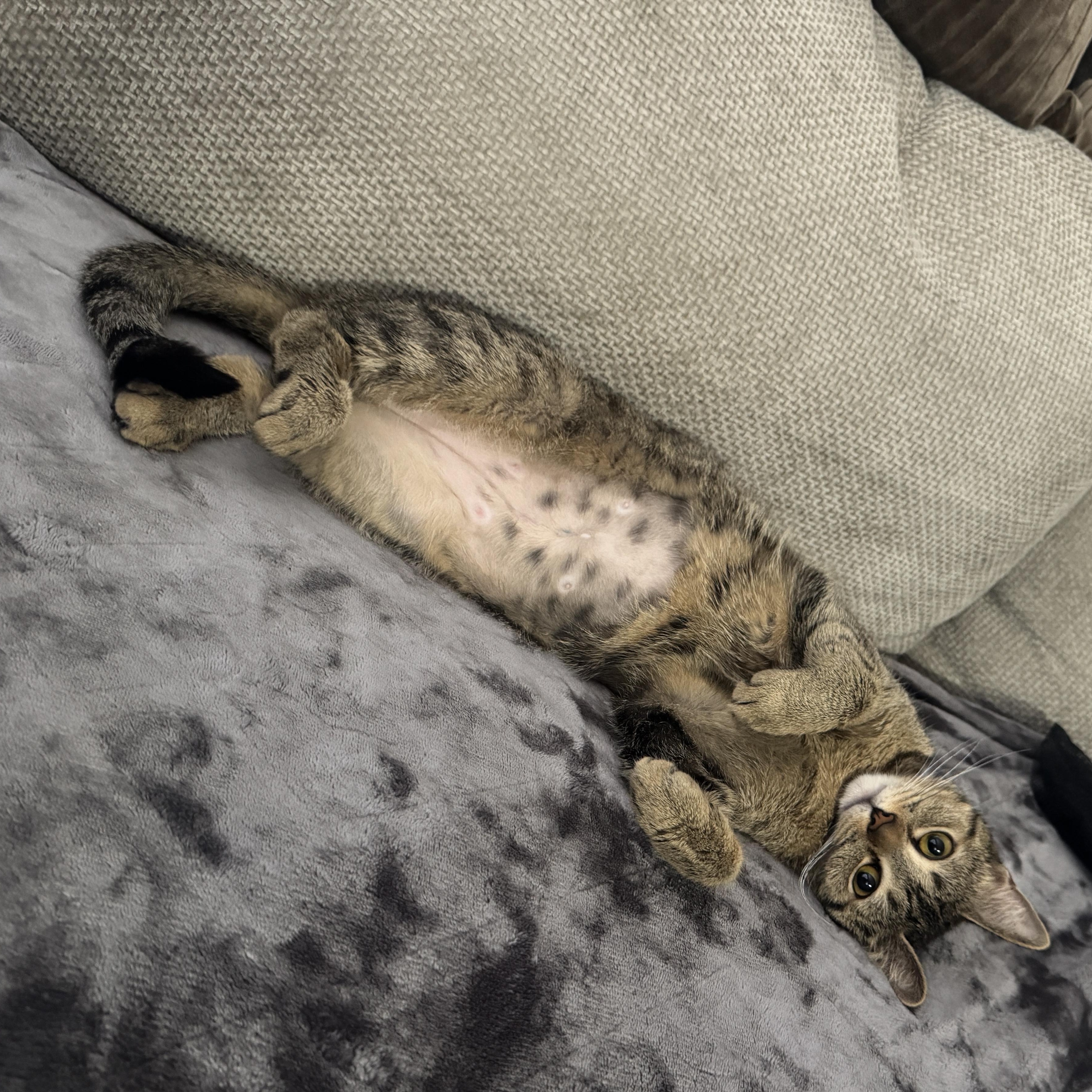 Simmi, a ADOPTABLE Domestic Short Hair in Tampa, FL image 1/6