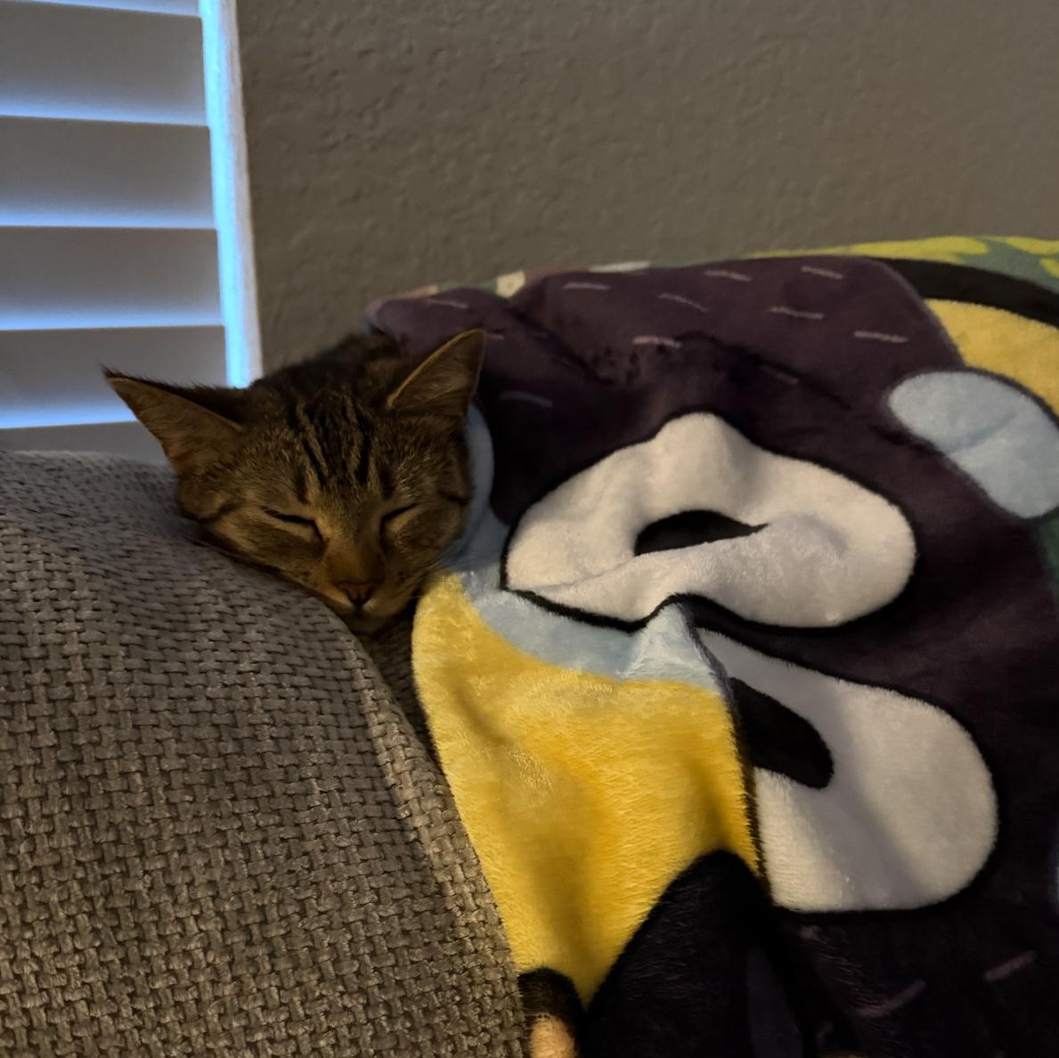 Simmi, a ADOPTABLE Domestic Short Hair in Tampa, FL image 2/6