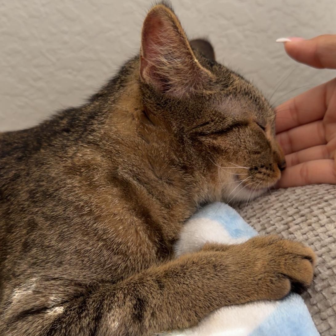 Simmi, a ADOPTABLE Domestic Short Hair in Tampa, FL image 6/6