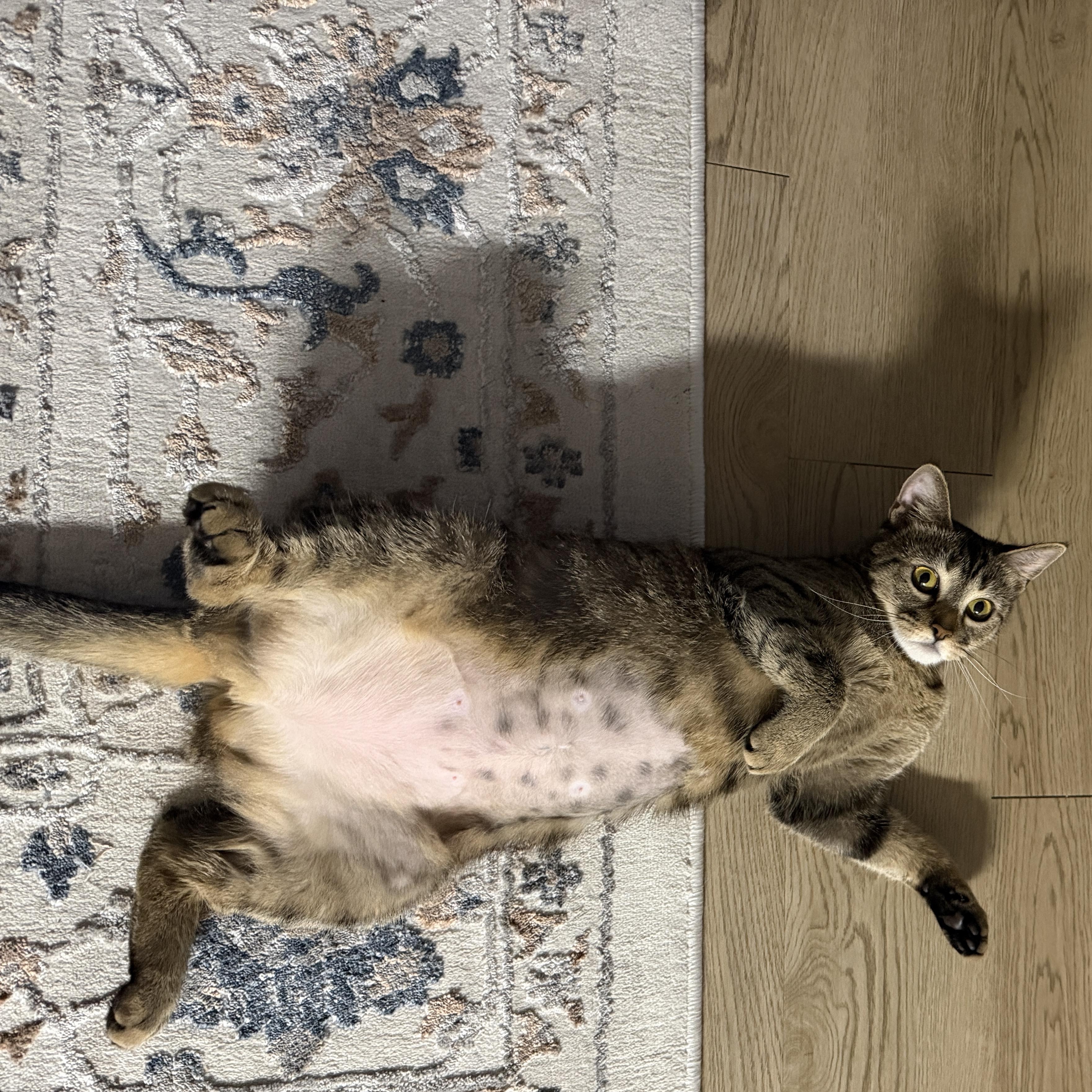 Simmi, a ADOPTABLE Domestic Short Hair in Tampa, FL image 3/6