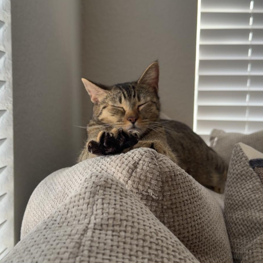 Simmi, a ADOPTABLE Domestic Short Hair in Tampa, FL image 4/6