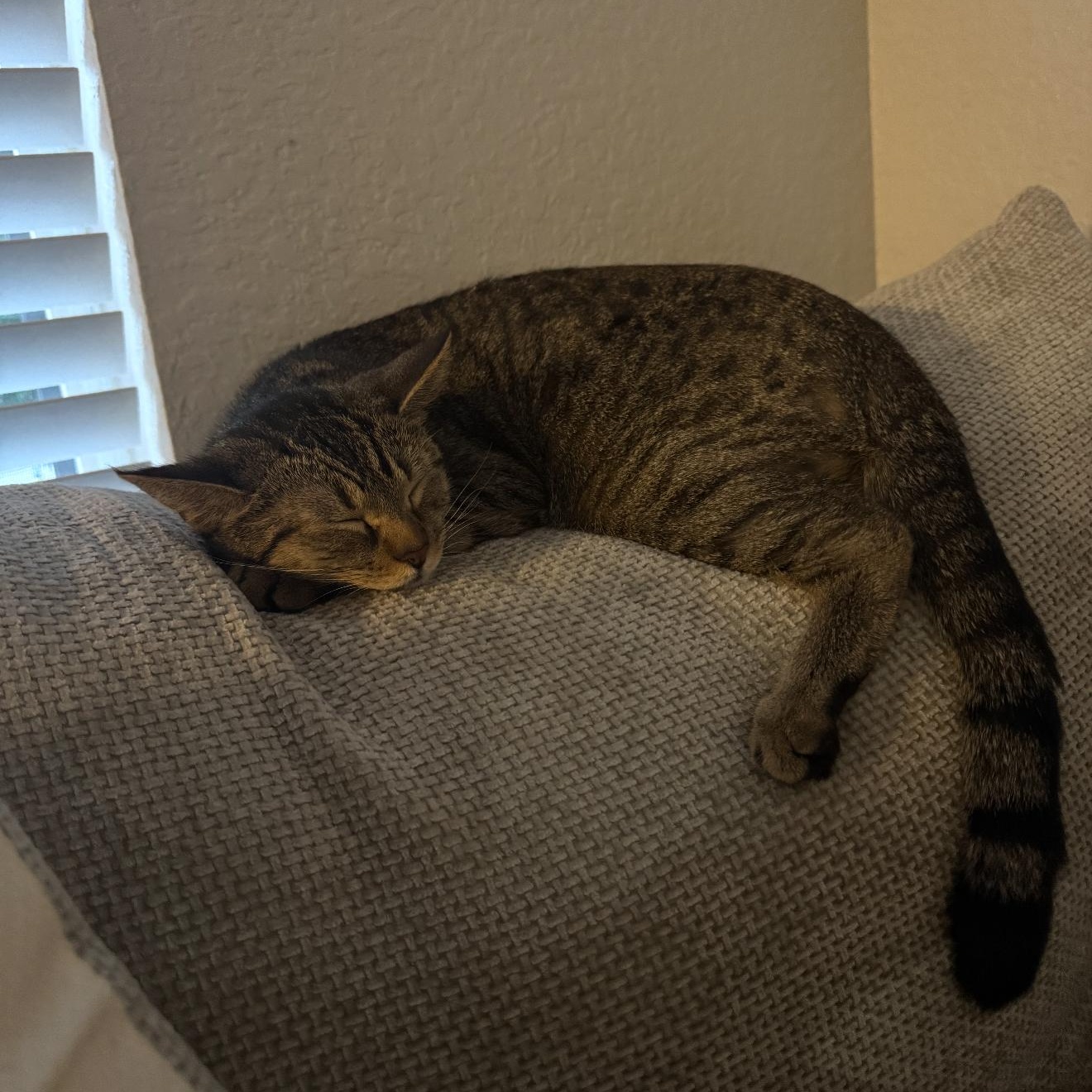 Simmi, a ADOPTABLE Domestic Short Hair in Tampa, FL image 5/6
